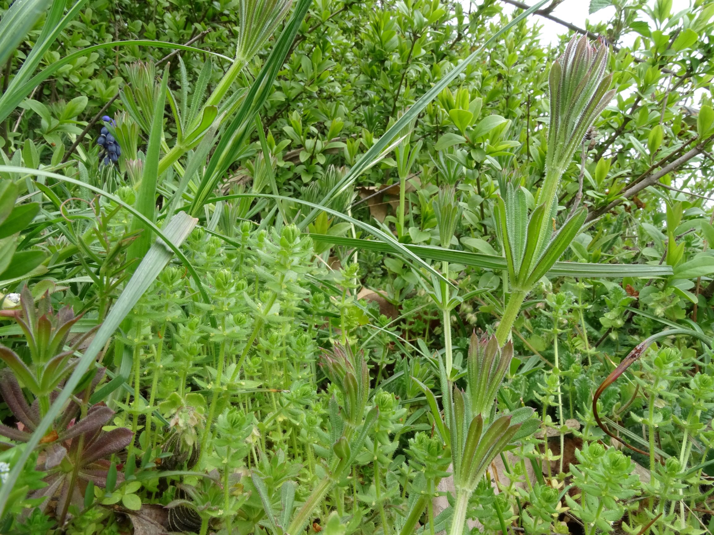 DSC03583 breitenbrunn leithagebirge, 2021-04-14, cruciata pedemontana, galium aparine, ligustrum vulgare.JPG