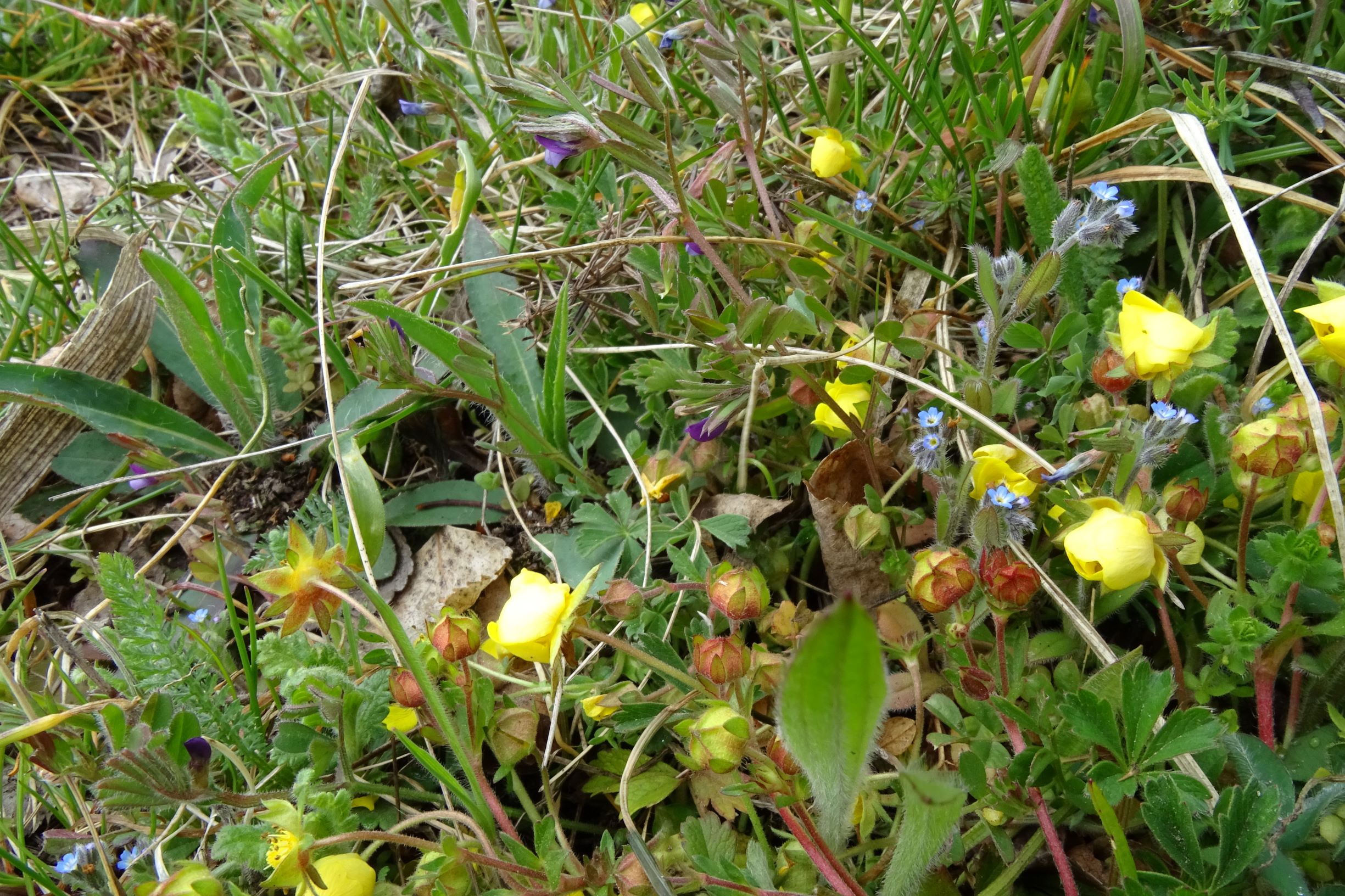 DSC03586 breitenbrunn leithagebirge, 2021-04-14, potentilla verna agg., myosotis ramosissima, vicia lathyroides, pilosella sp. etc.JPG