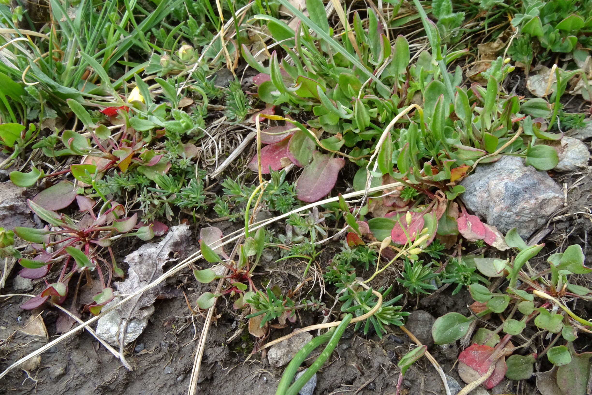 DSC03592 breitenbrunn leithagebirge, 2021-04-14, rumex acetosella, galium sp..JPG