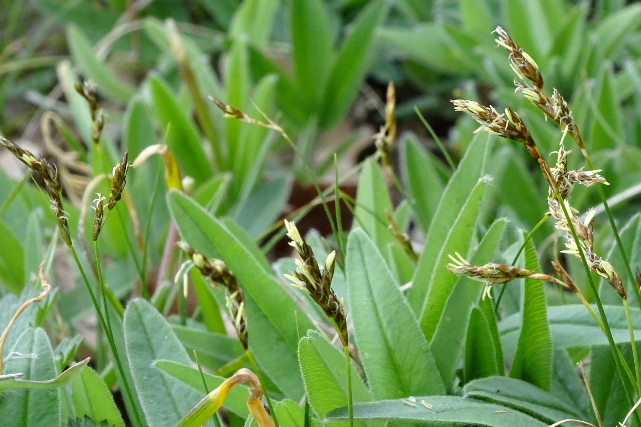 DSC03614 breitenbrunn leithagebirge, 2021-04-14, carex praecox, trifolium sp..JPG