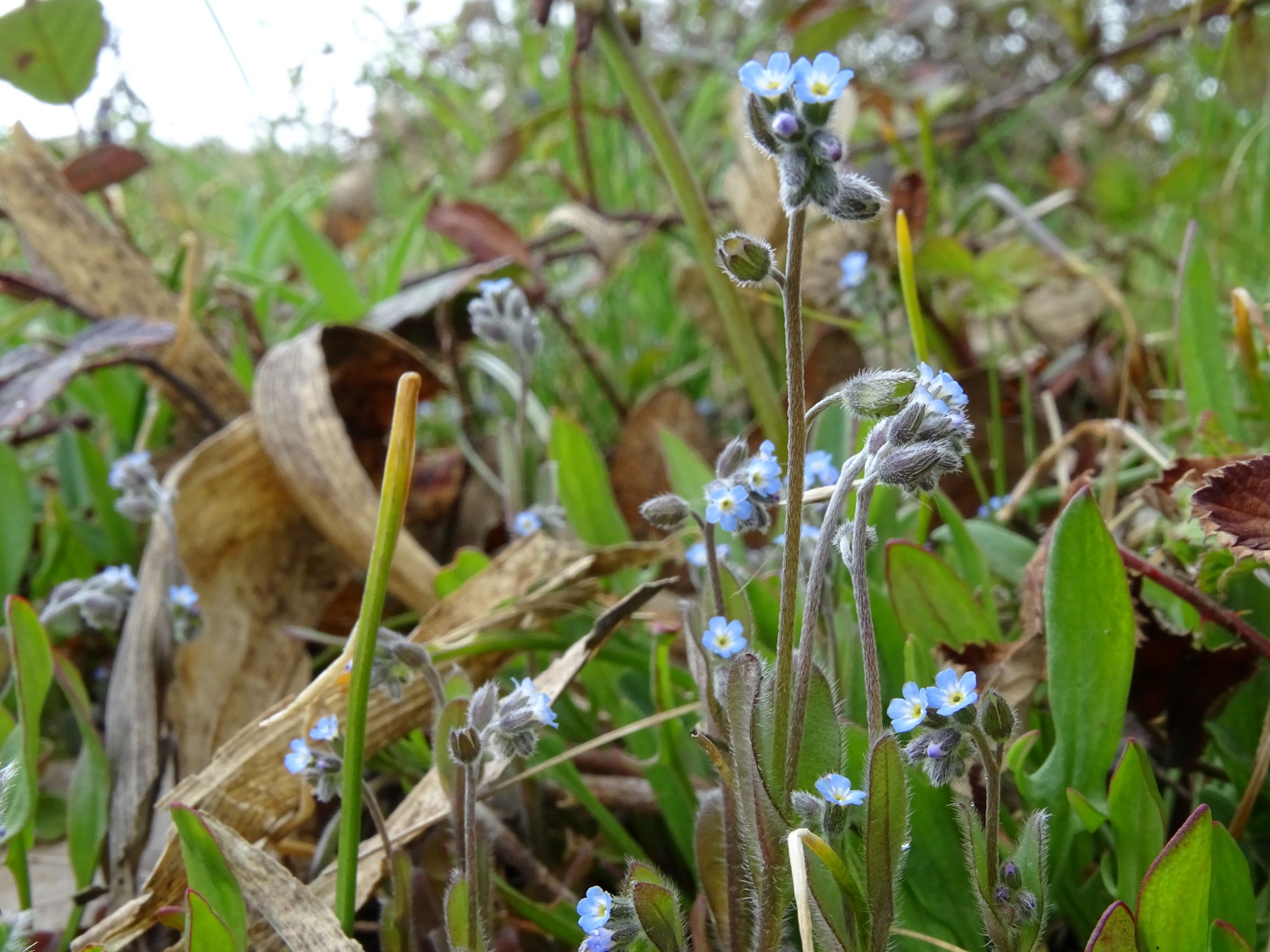 DSC03632 breitenbrunn leithagebirge, 2021-04-14, myosotis ramosissima, rumex acetosella sp..JPG