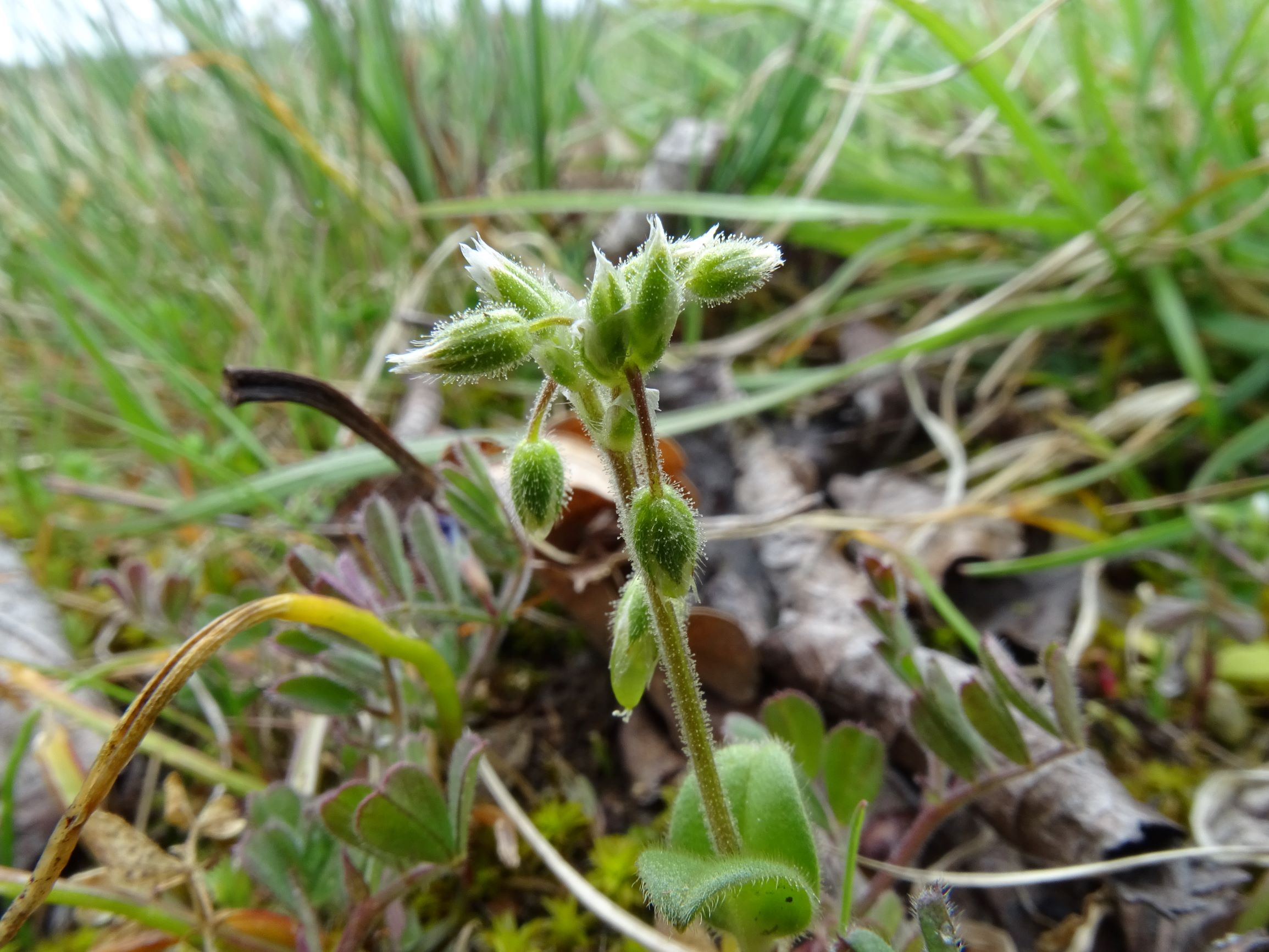 DSC03648 breitenbrunn leithagebirge, 2021-04-14, cerastium pumilum agg..JPG