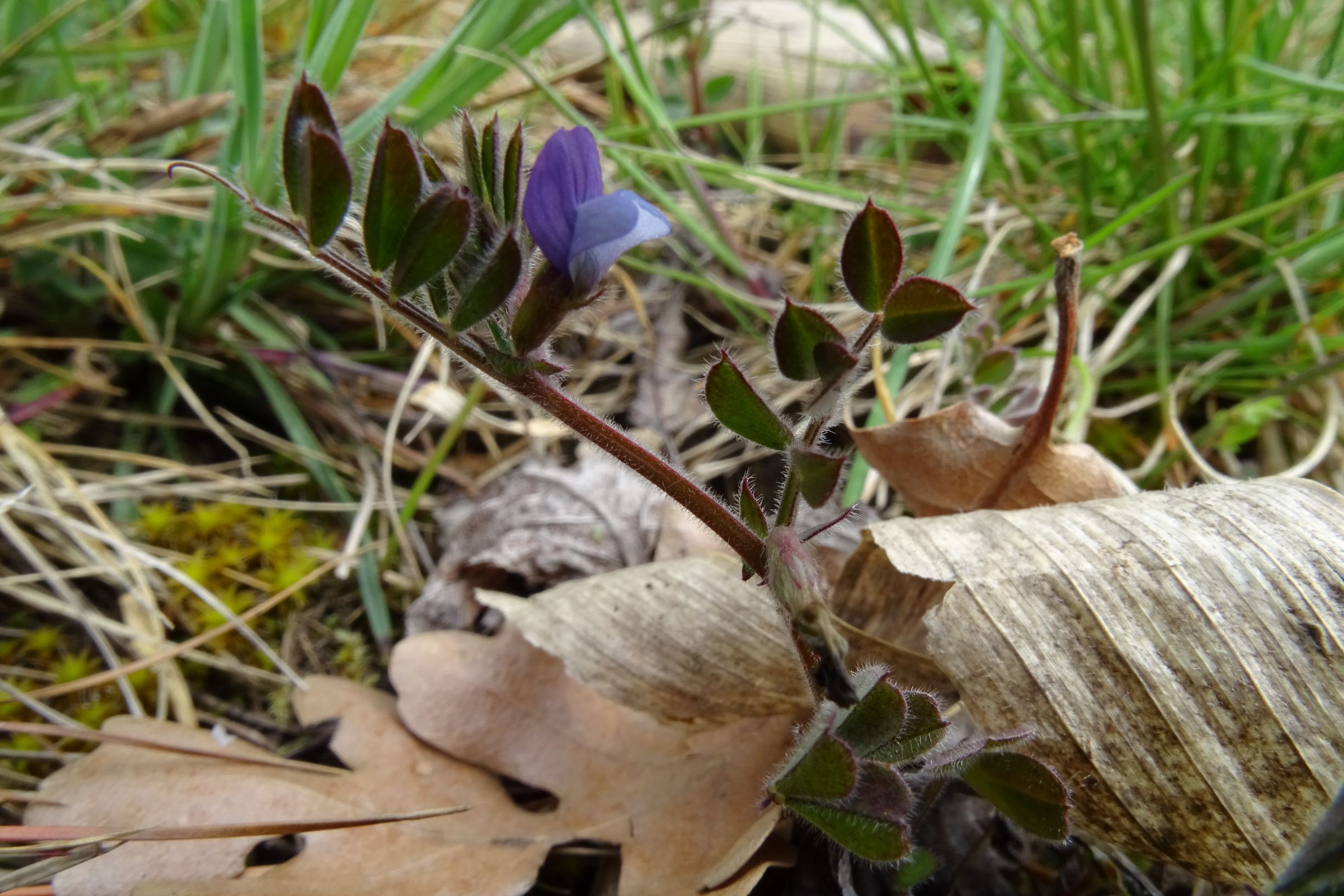DSC03679 breitenbrunn leithagebirge, 2021-04-14, vicia lathyroides.JPG