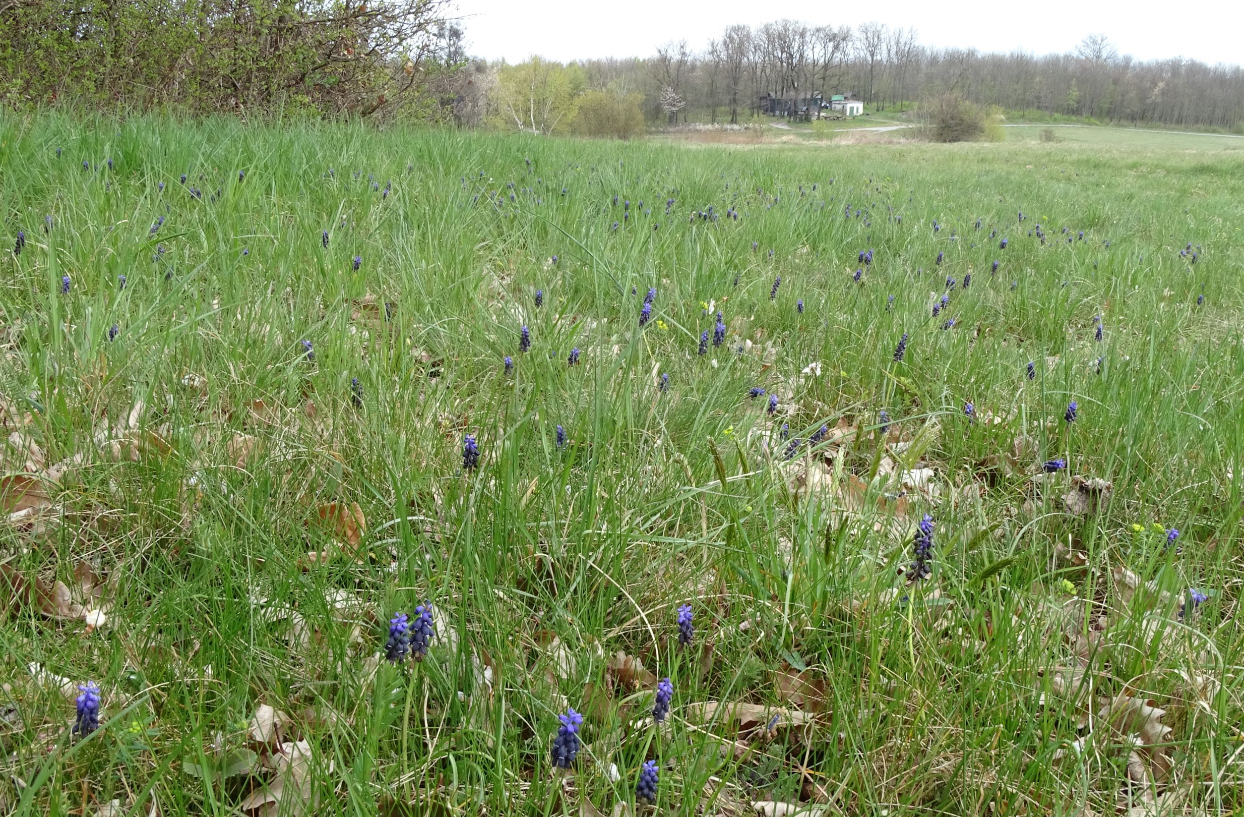 DSC03786 breitenbrunn leithagebirge, 2021-04-14, muscari neglectum etc.JPG