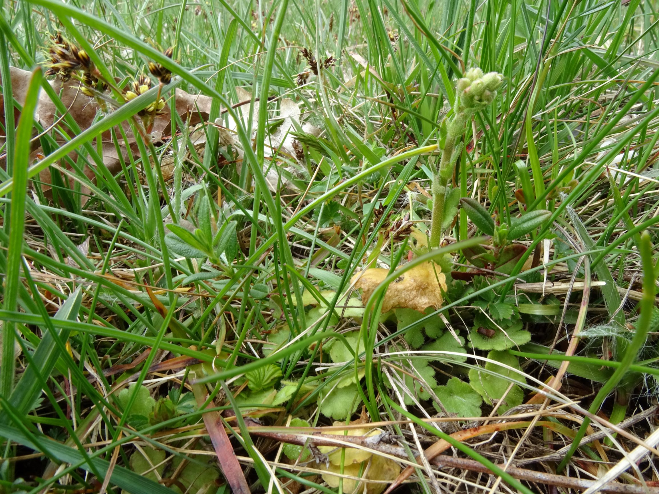DSC03861 breitenbrunn leithagebirge, 2021-04-14, saxifraga bulbifera, helianthemum nummularium s.l., luzula campestris.JPG