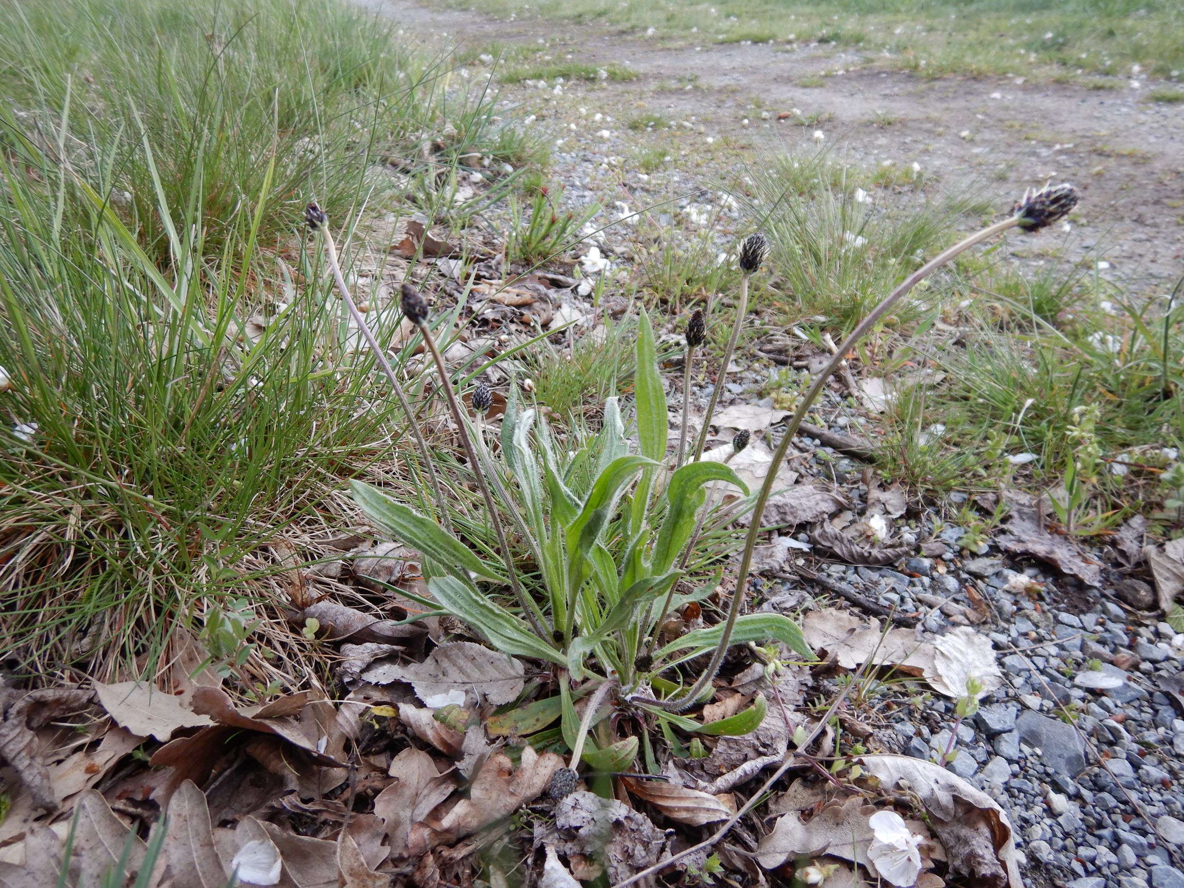 DSCN2191 breitenbrunn leithagebirge, 2021-04-14, plantago lanceolata.JPG