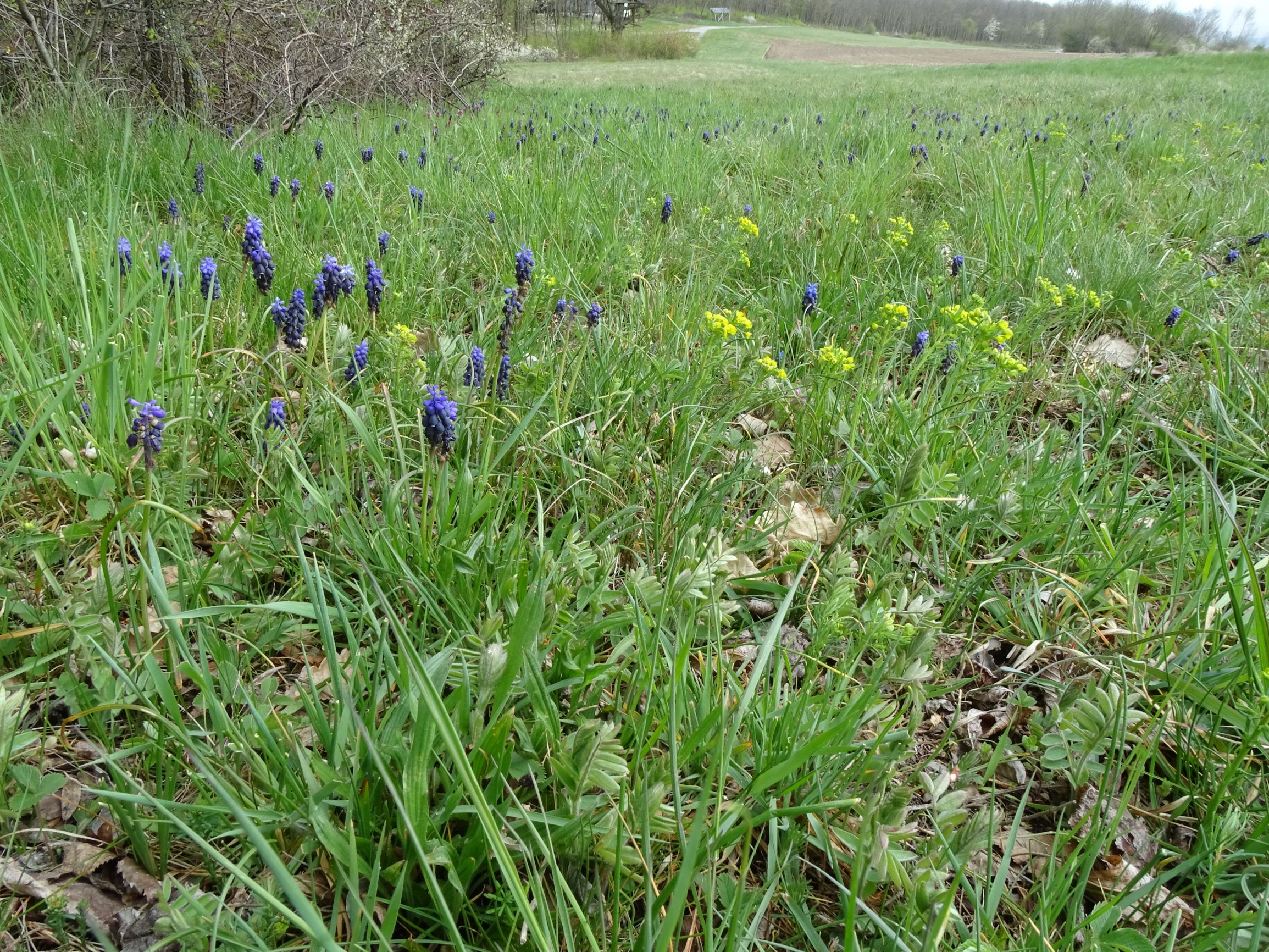 DSC03869 breitenbrunn leithagebirge, 2021-04-14, muscari neglectum, euphorbia cyparissias, cf. vicia sp..JPG