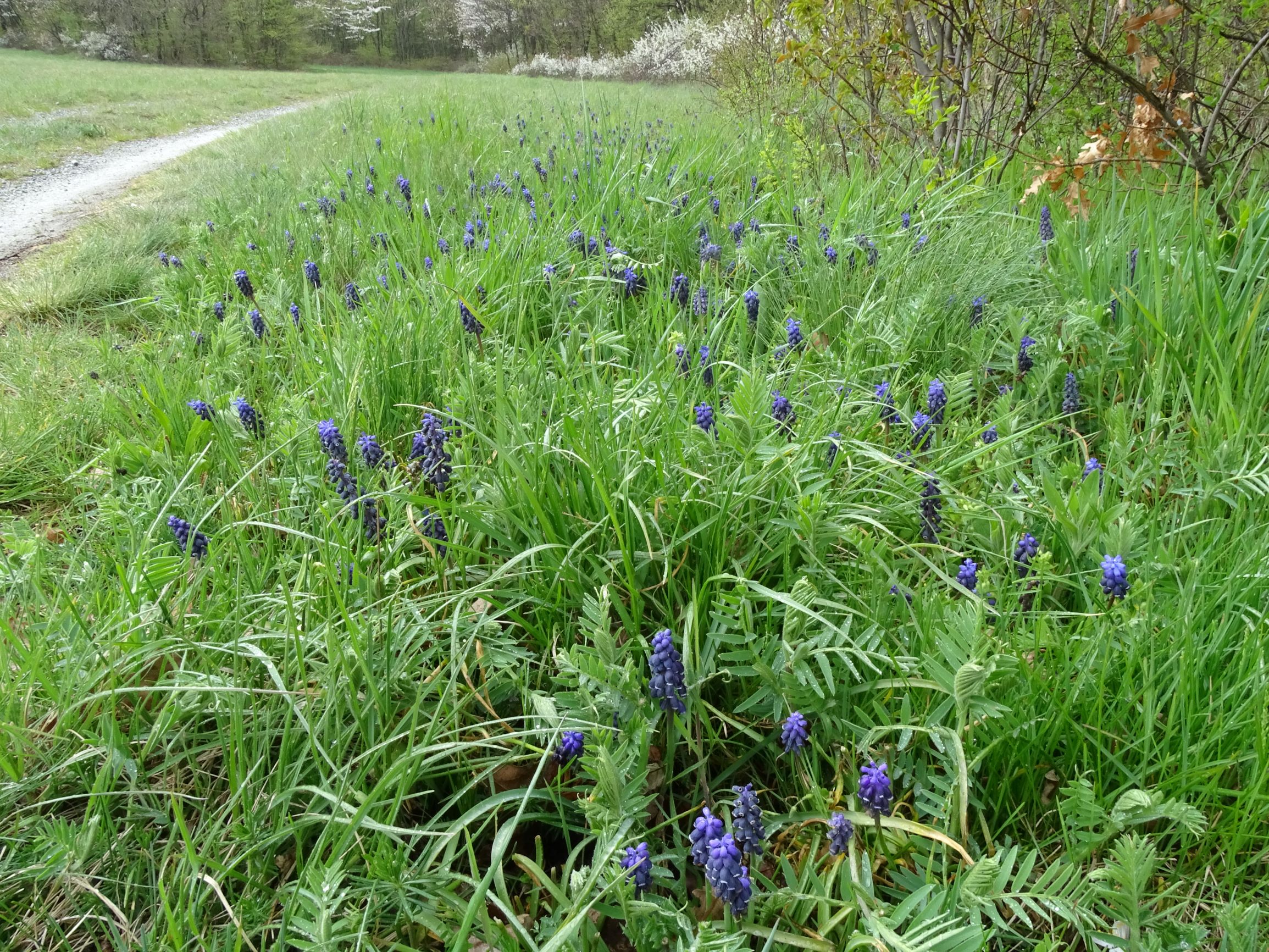 DSC03894 breitenbrunn leithagebirge, 2021-04-14, muscari neglectum, vicia sp.JPG