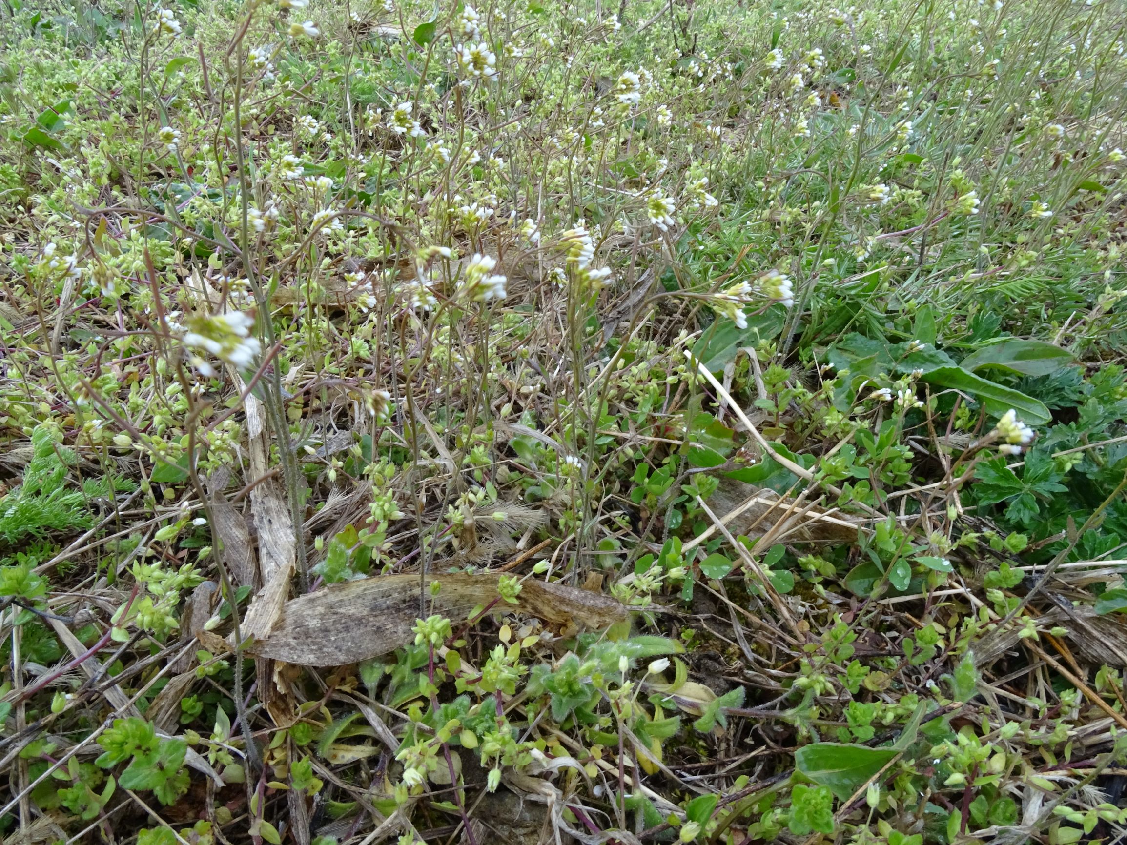 DSC03947 breitenbrunn leithagebirge, 2021-04-14, arabidopsis thaliana, stellaria pallida etc.JPG