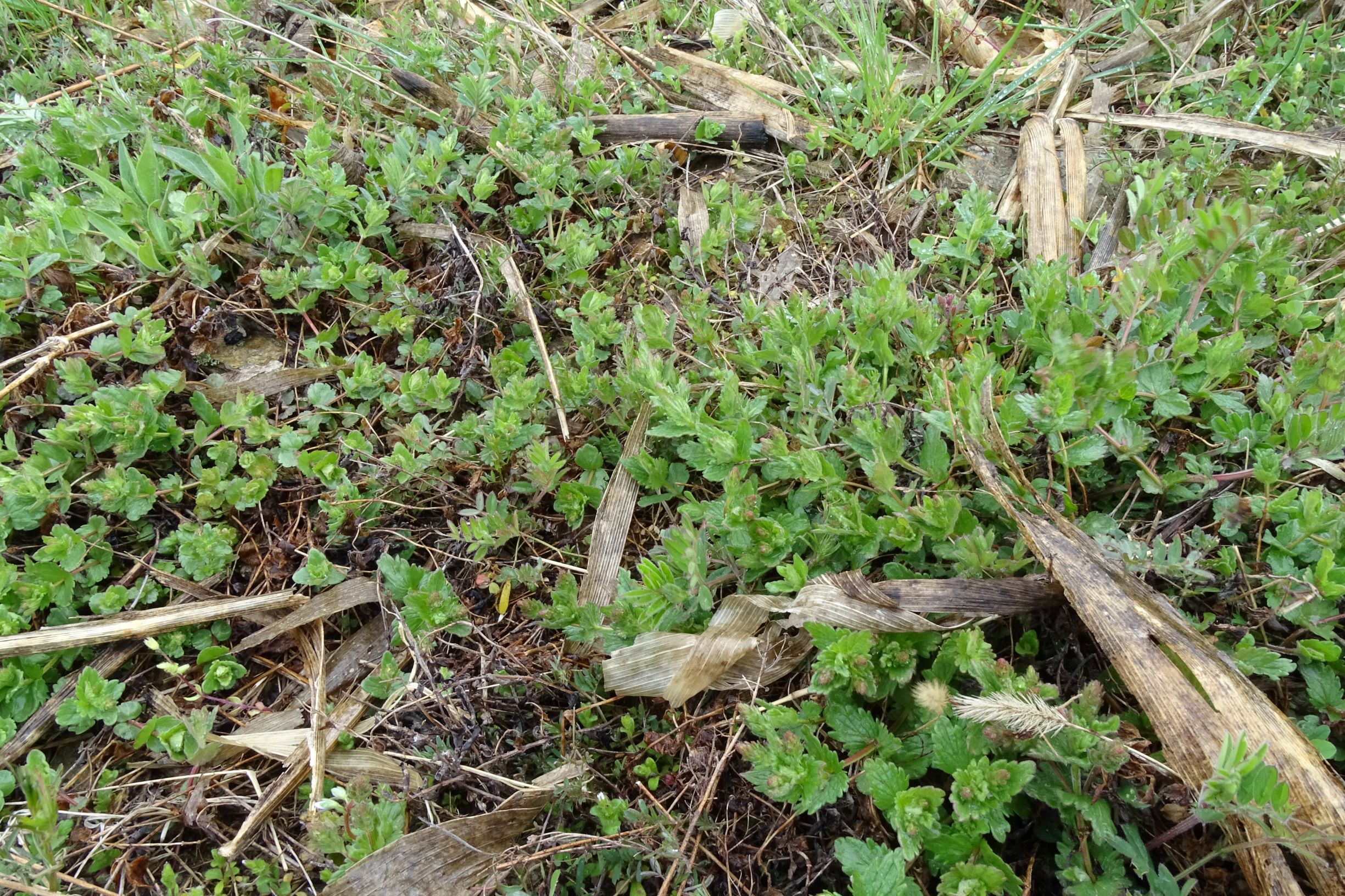 DSC03980 breitenbrunn leithagebirge, 2021-04-14, veronica (cf.) vindobonensis.JPG