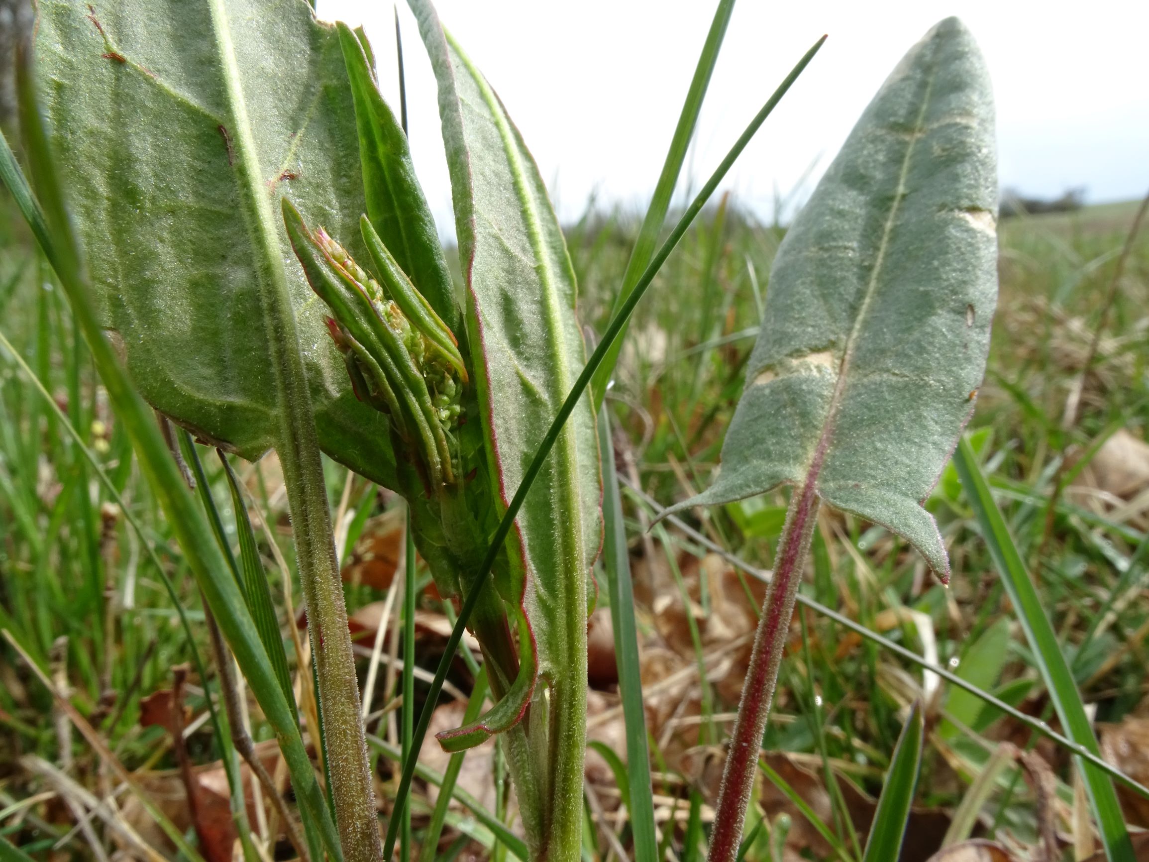 DSC04051 breitenbrunn leithagebirge, 2021-04-14, rumex acetosa.JPG