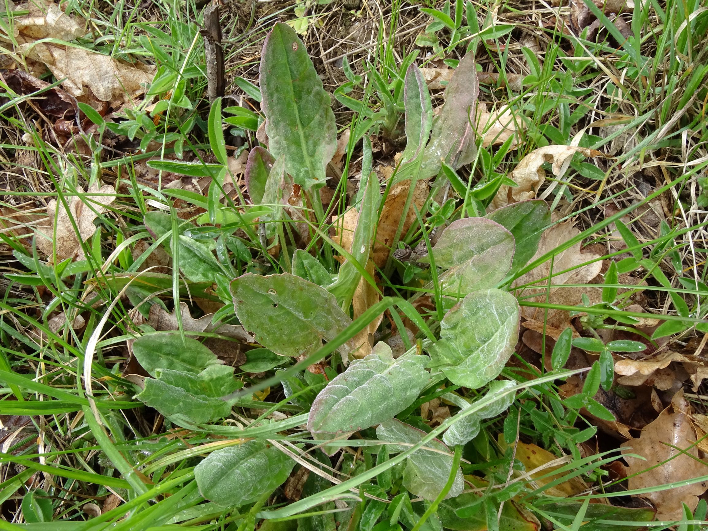DSC04052 breitenbrunn leithagebirge, 2021-04-14, rumex acetosa.JPG