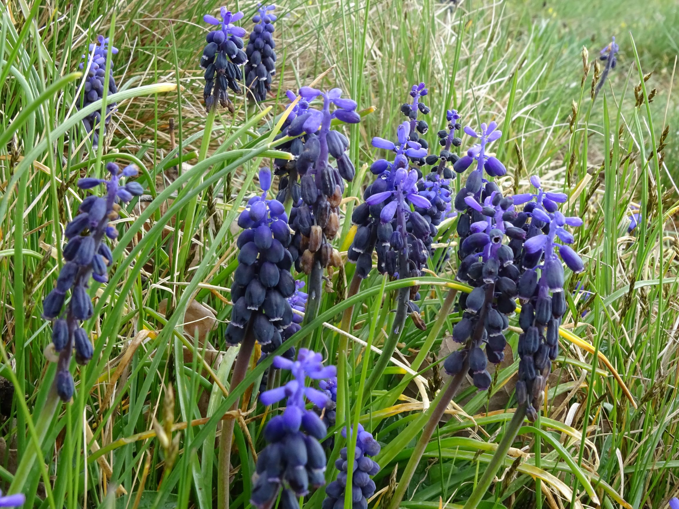DSC04069 breitenbrunn leithagebirge, 2021-04-14, muscari neglectum, carex praecox.JPG