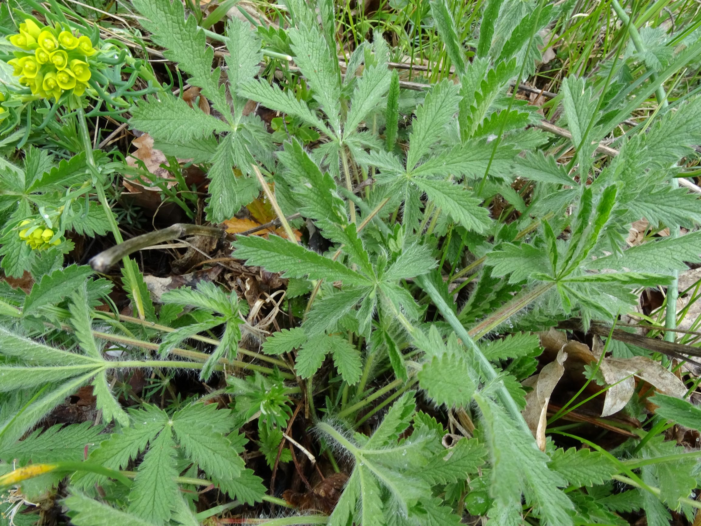 DSC04096 breitenbrunn leithagebirge, 2021-04-14, potentilla recta.JPG