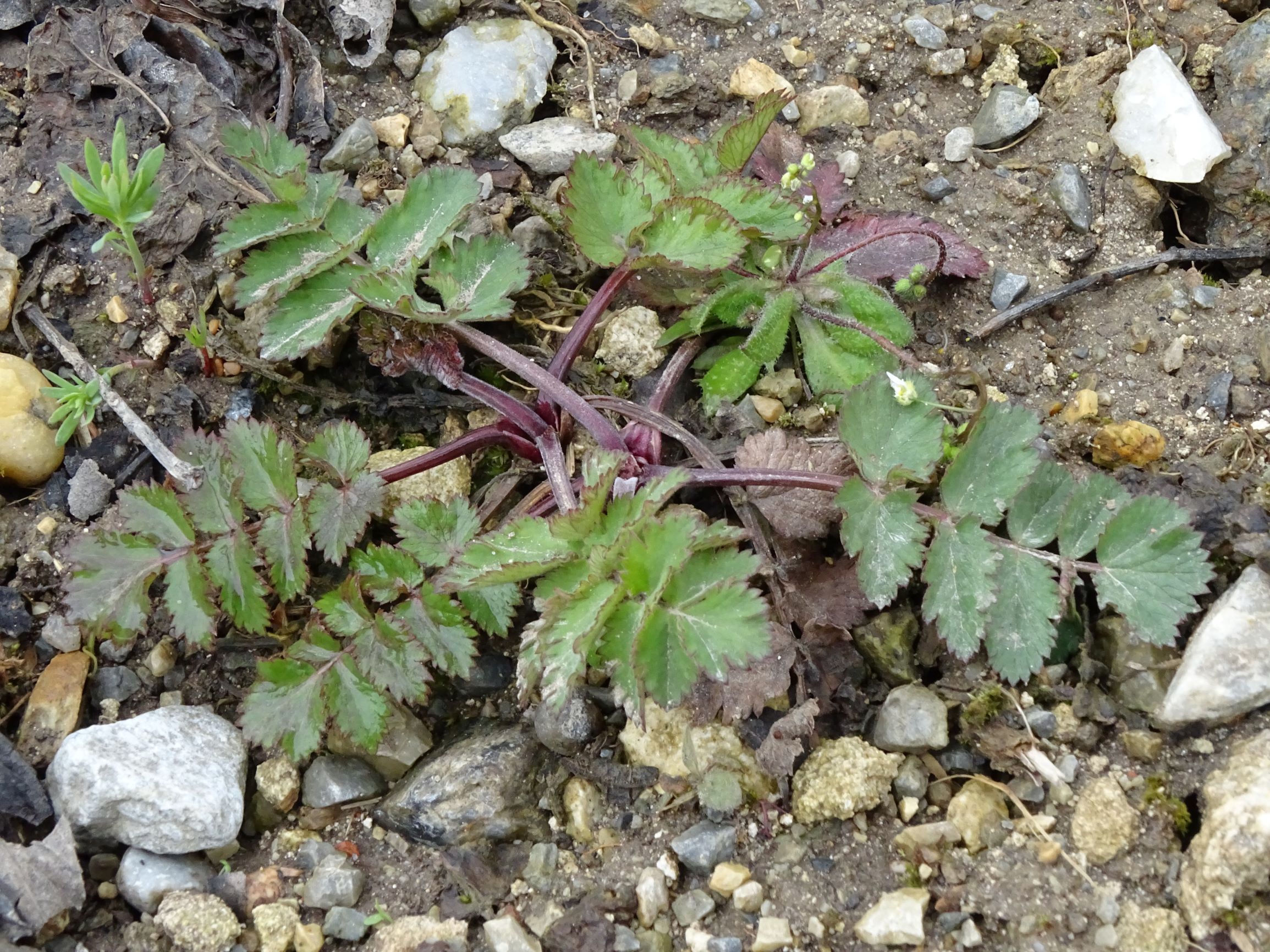 DSC04106 breitenbrunn leithagebirge, 2021-04-14, pastinaca sativa, linaria vulgaris, draba boerhavii sensu eföls.JPG