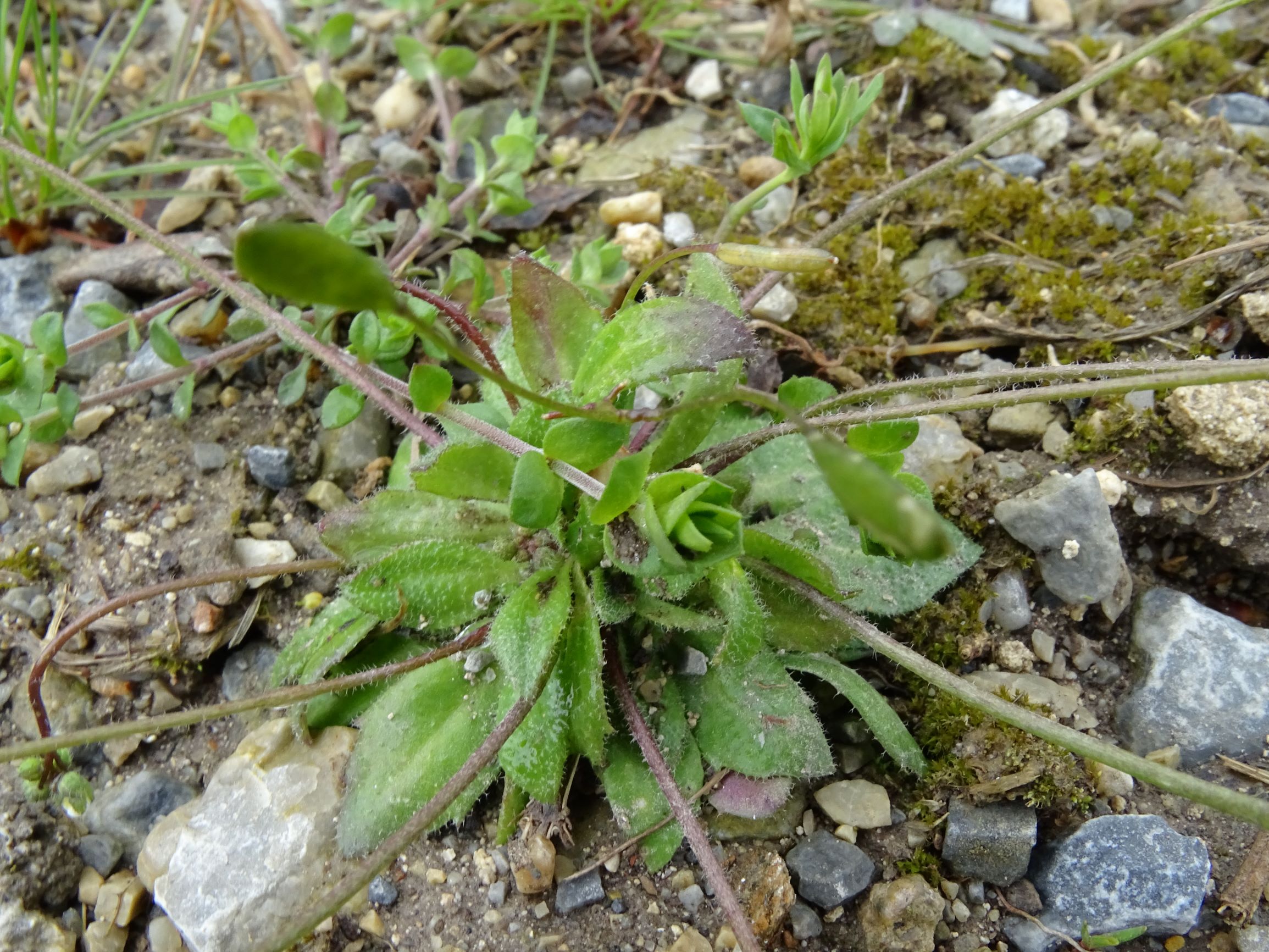 DSC04110 breitenbrunn leithagebirge, 2021-04-14, draba boerhavii (ganz schön langfrüchtig).JPG
