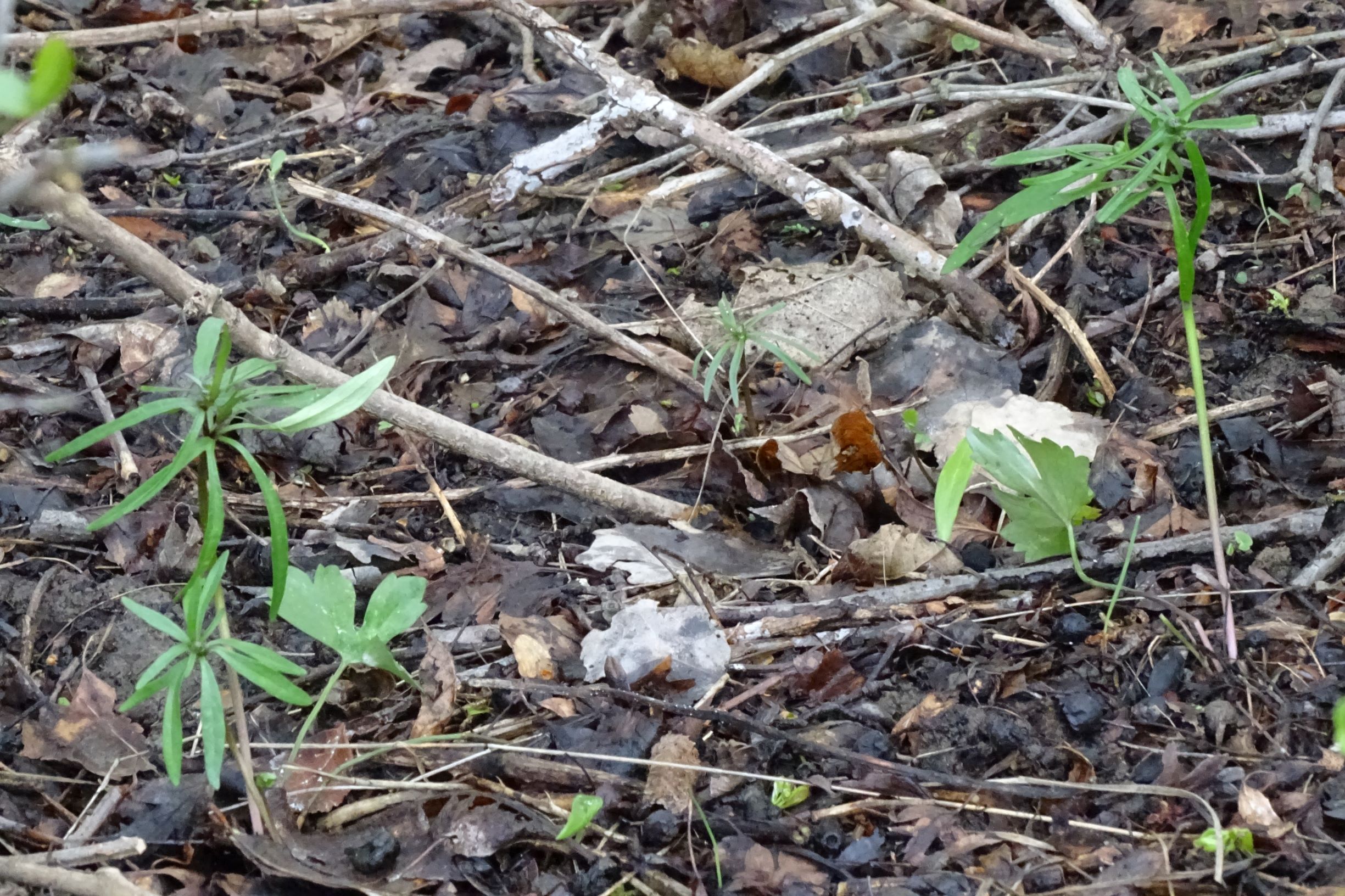 DSC04172 breitenbrunn leithagebirge, 2021-04-14, ranunculus auricomus agg..JPG