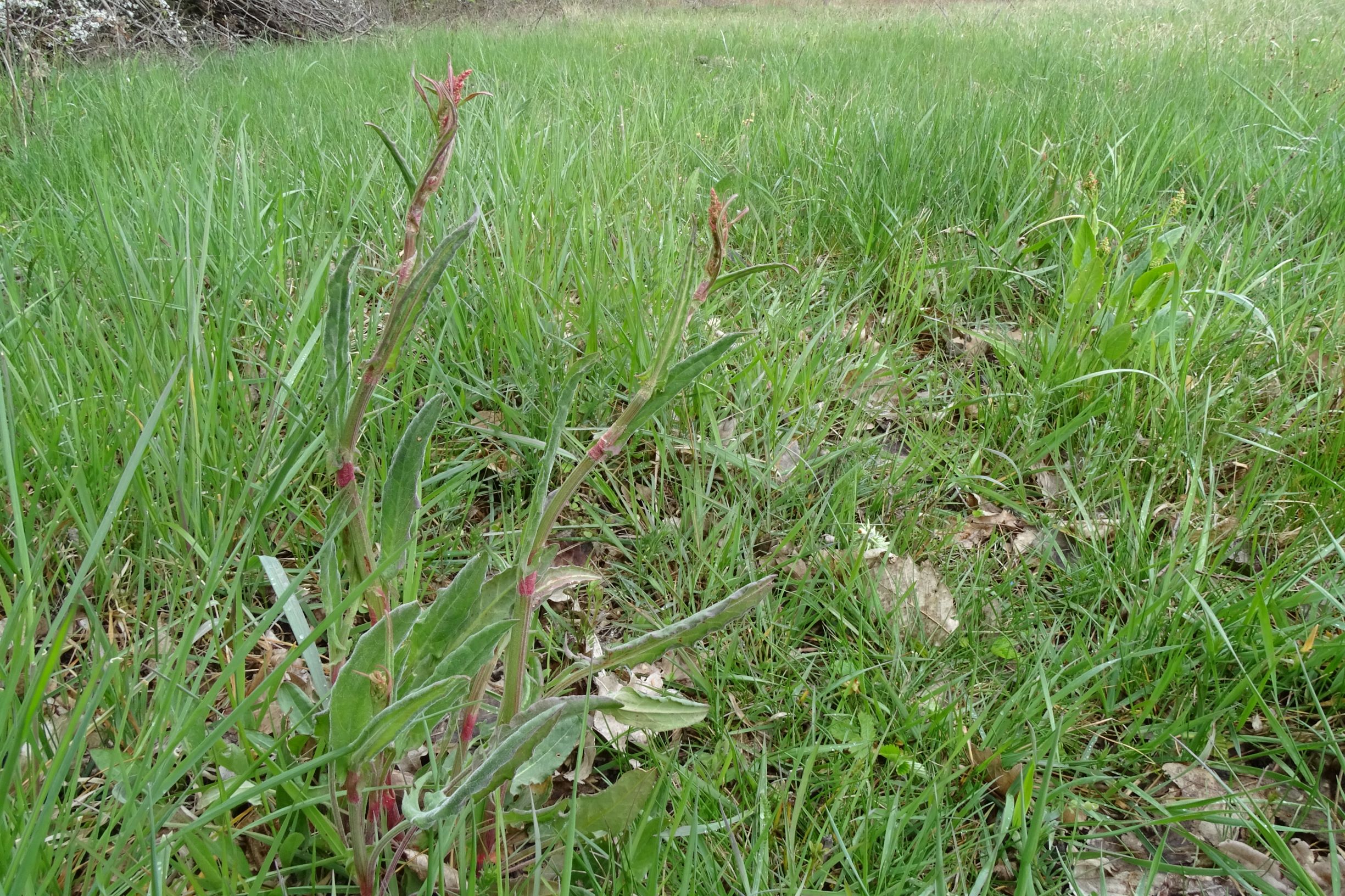 DSC04191 breitenbrunn leithagebirge, 2021-04-14, rumex acetosa.JPG