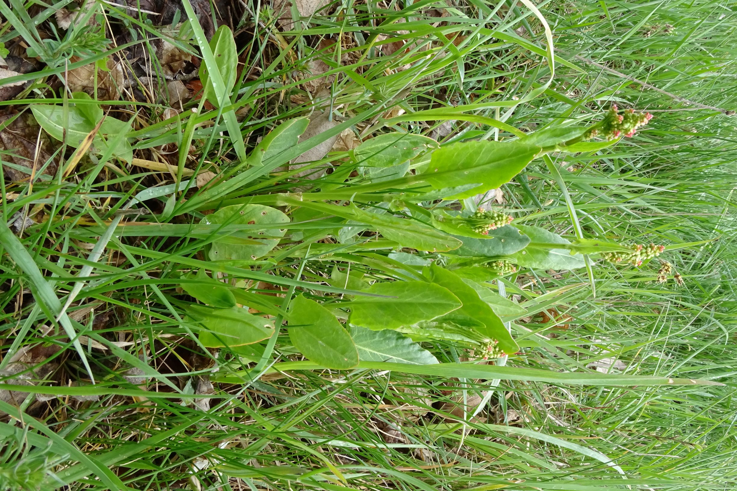 DSC04202 breitenbrunn leithagebirge, 2021-04-14, rumex acetosa.JPG
