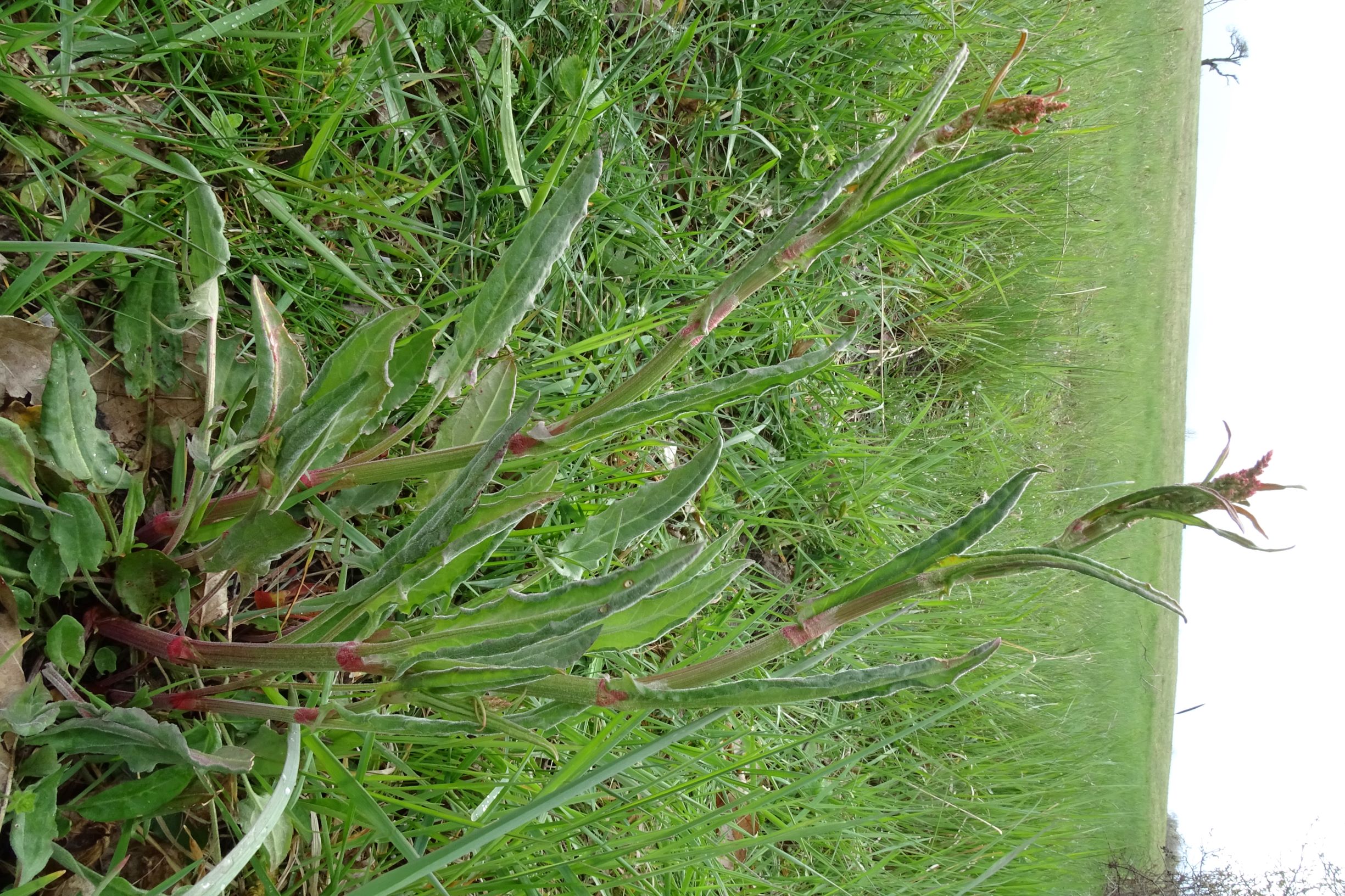 DSC04203 breitenbrunn leithagebirge, 2021-04-14, rumex acetosa.JPG