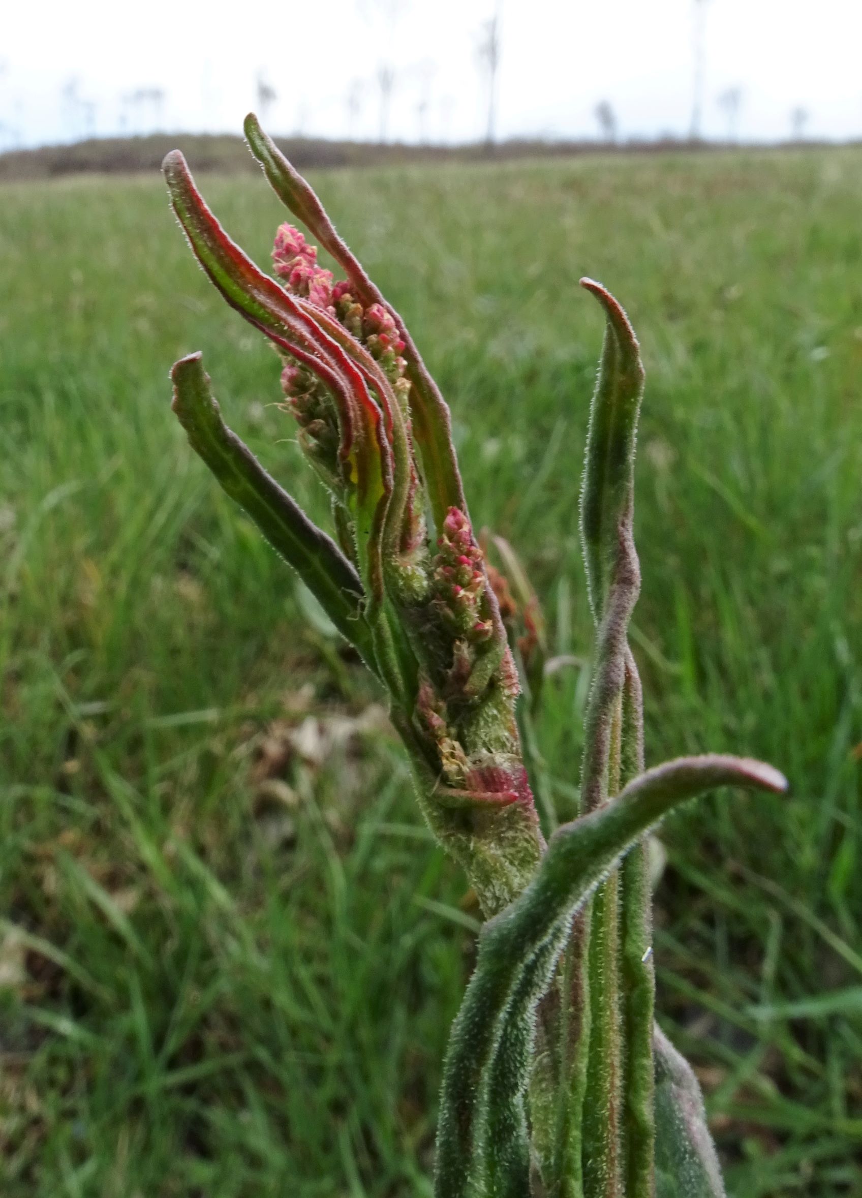 DSC04207 (2) breitenbrunn leithagebirge, 2021-04-14, rumex acetosa.JPG