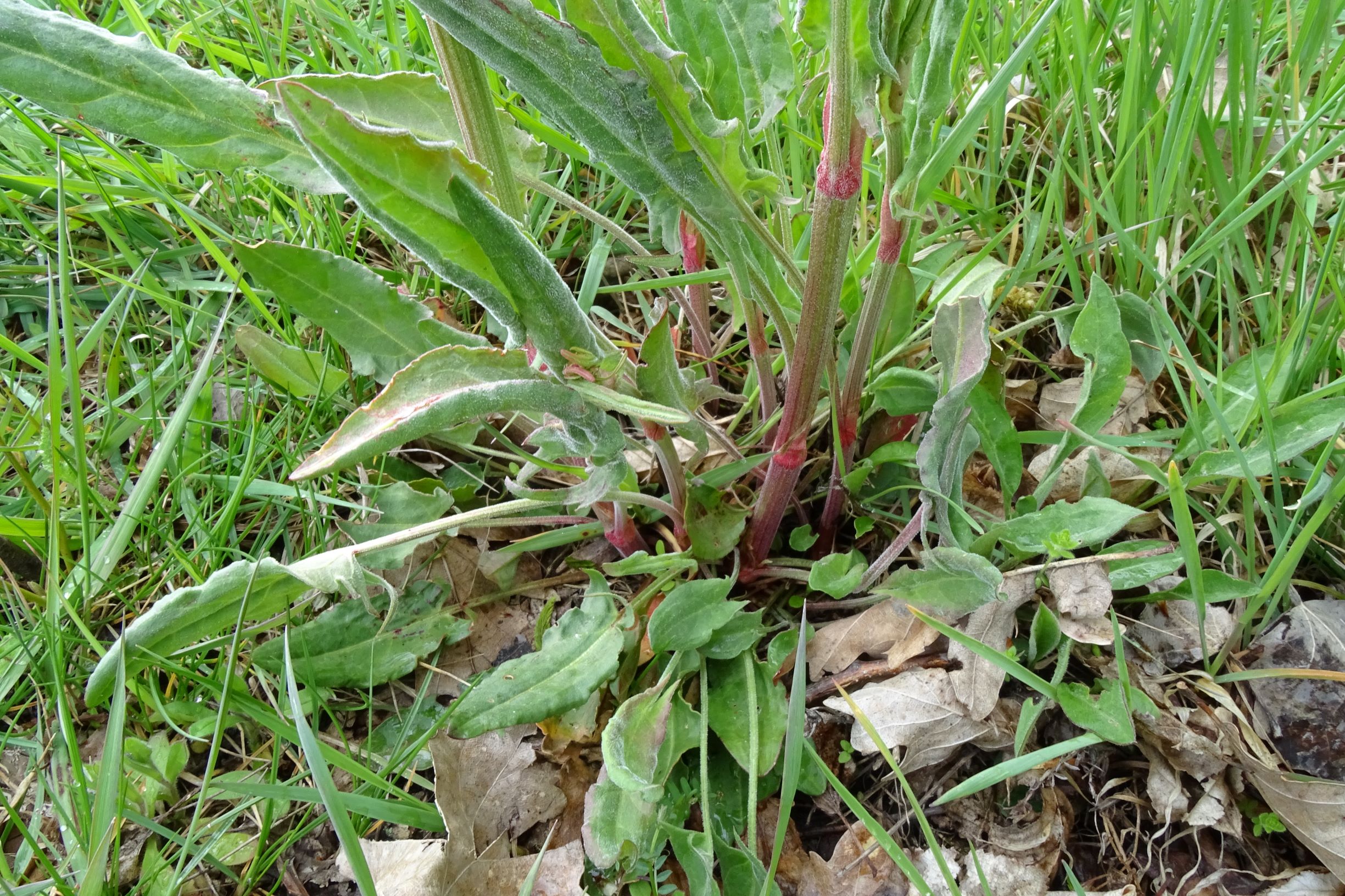 DSC04213 breitenbrunn leithagebirge, 2021-04-14, rumex acetosa.JPG