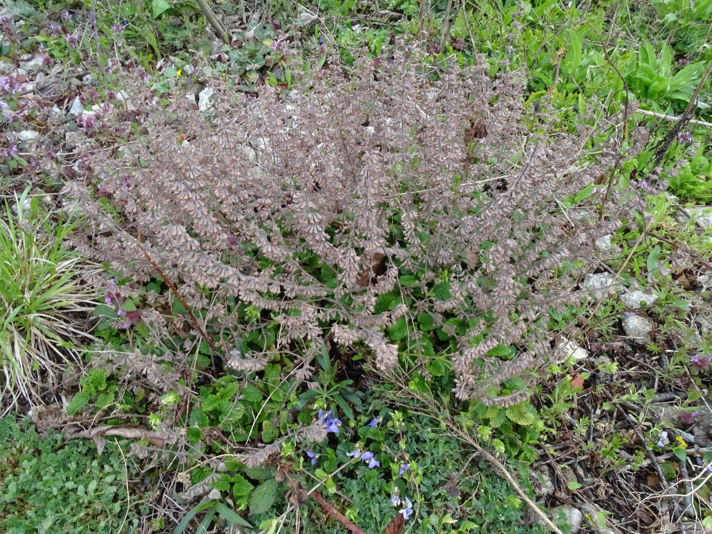 DSC04292 breitenbrunn leithagebirge, 2021-04-14, melissa officinalis.JPG