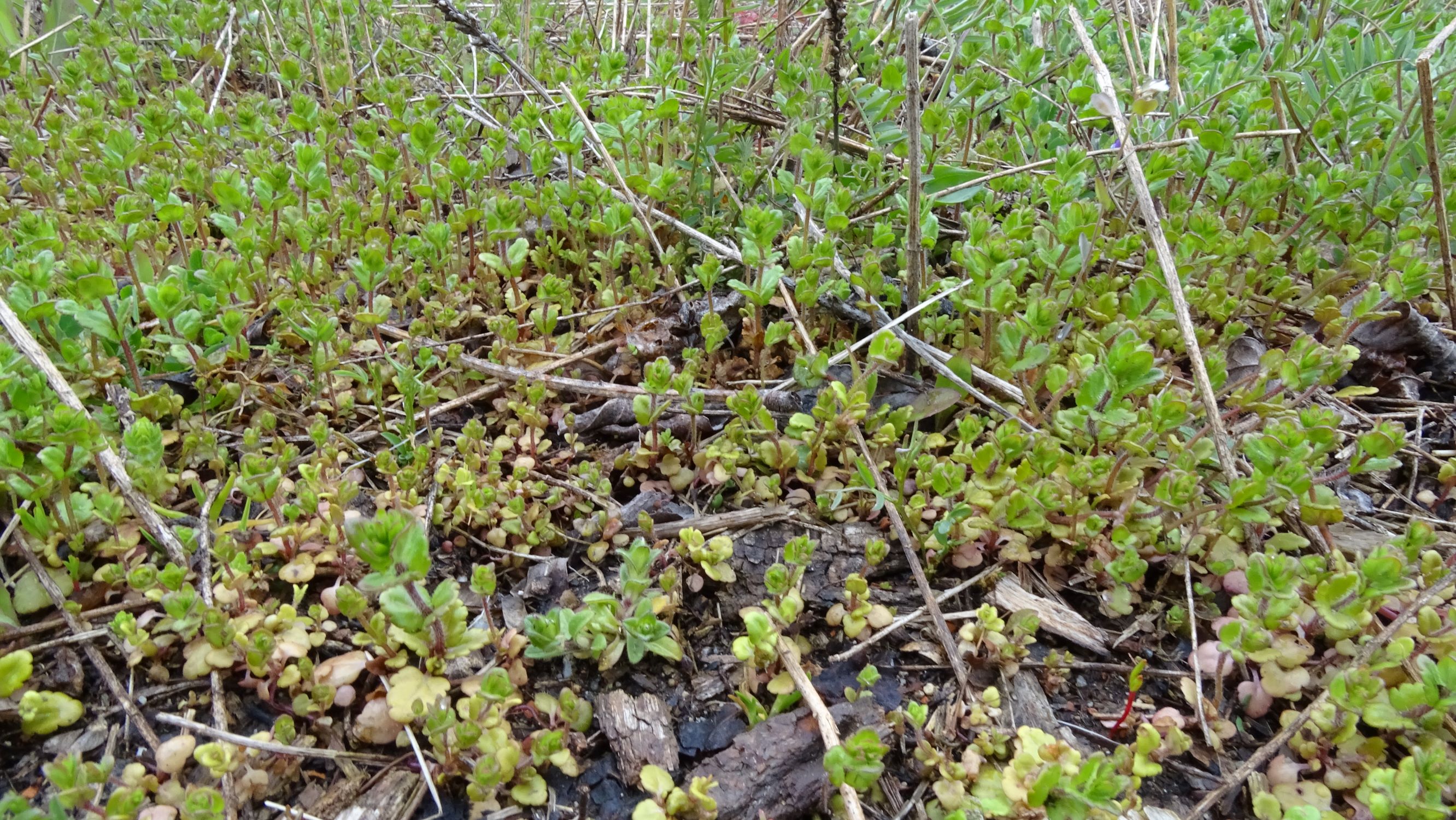 DSC04298 breitenbrunn leithagebirge, 2021-04-14, veronica arvensis.JPG