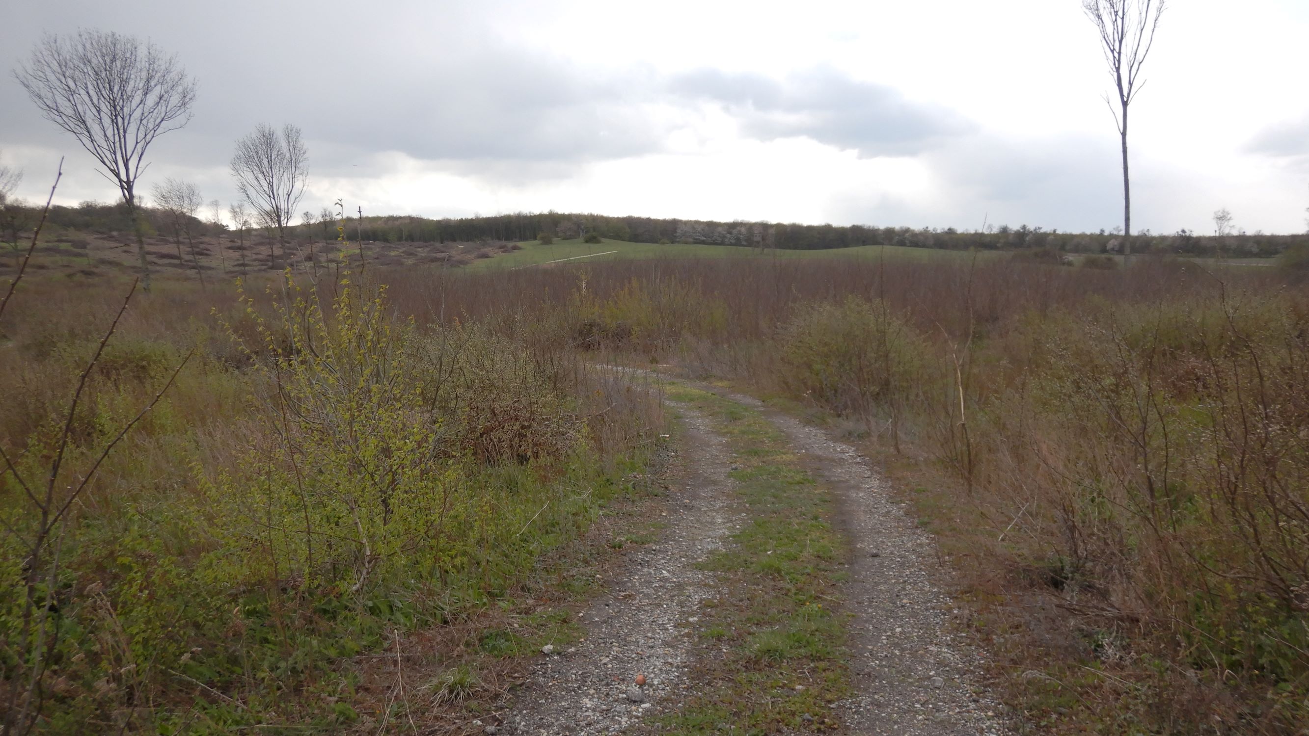 DSCN2215 breitenbrunn leithagebirge, 2021-04-14, niederwaldwirtschaft, blick zum hoadl.JPG