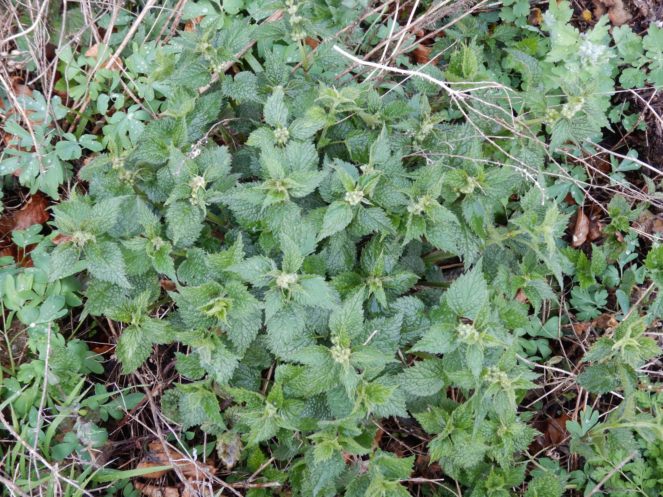 DSCN2219 breitenbrunn leithagebirge, 2021-04-14, galeobdolon cf. montanum, corydalis sp. (cava+pumila), chelidonium majus etc.JPG