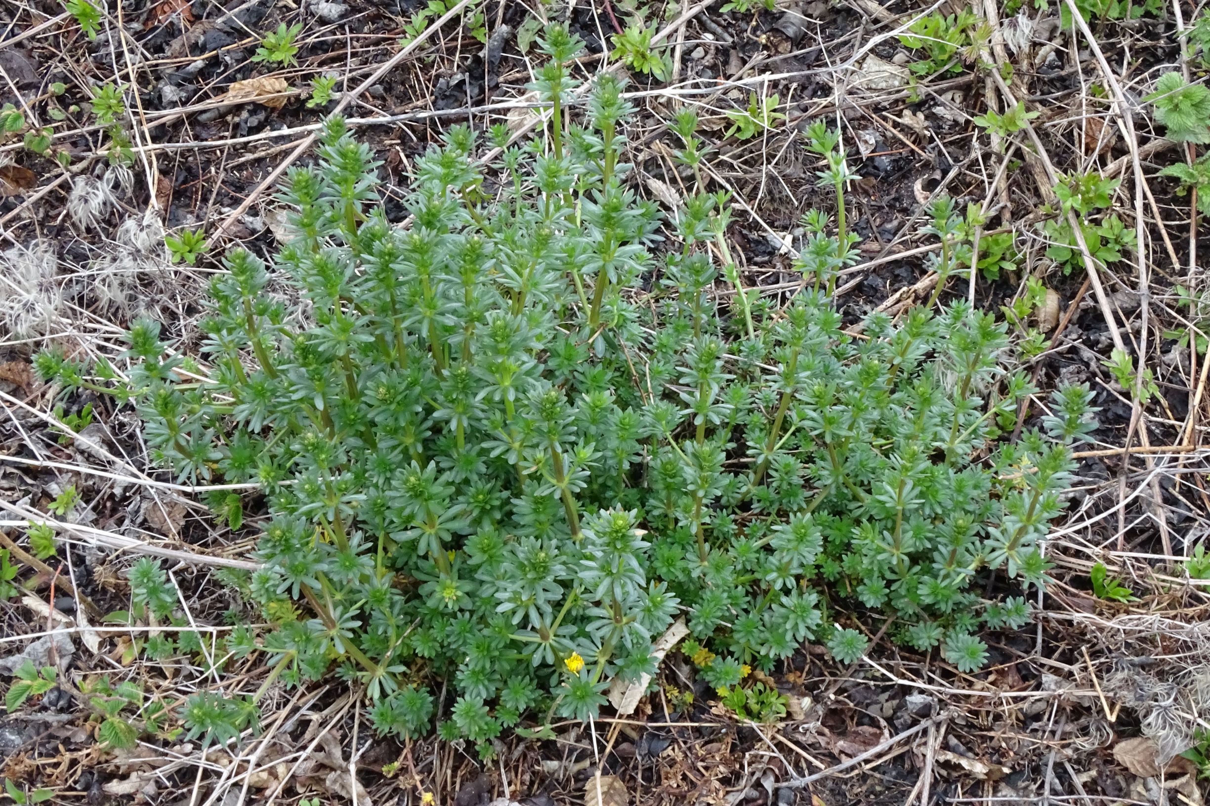 DSC04301 breitenbrunn leithagebirge, 2021-04-14, galium cf. mollugo.JPG