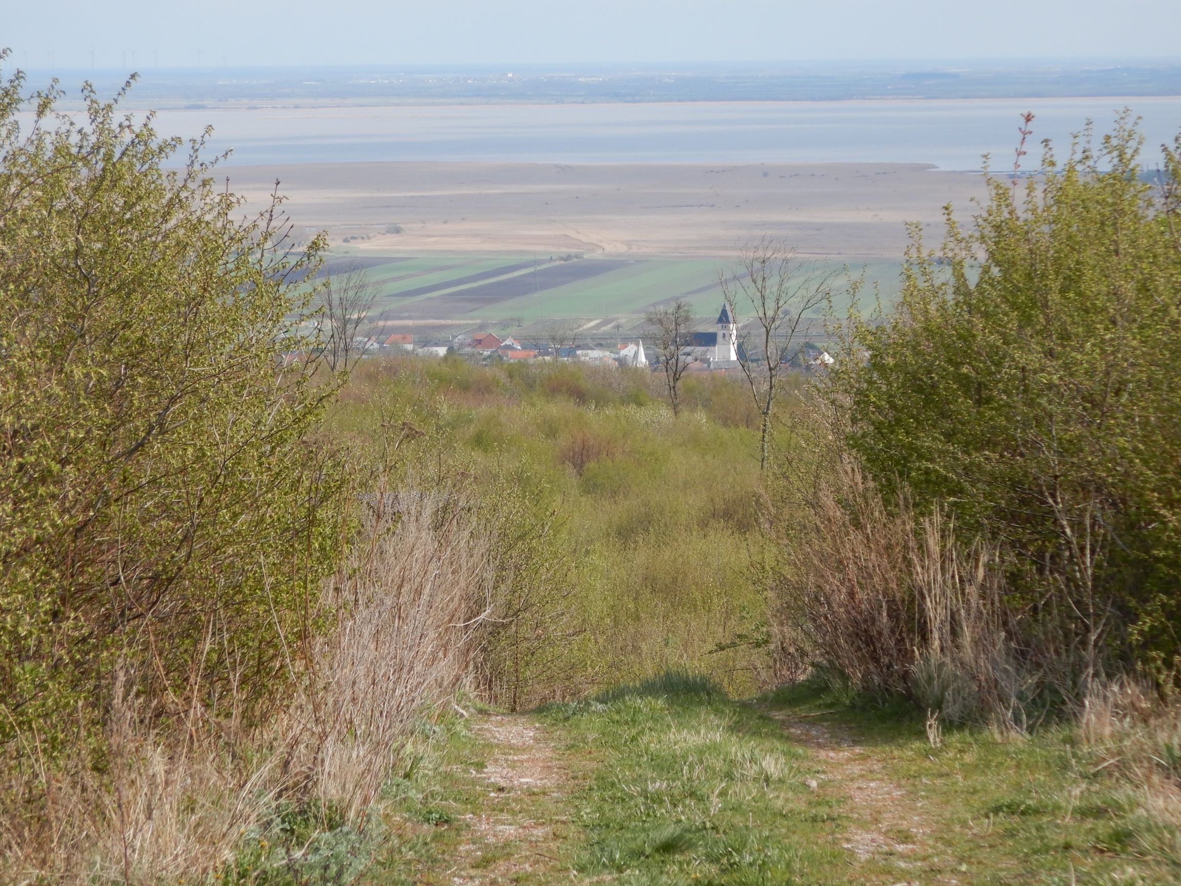 DSCN2237 breitenbrunn leithagebirge, 2021-04-14.JPG