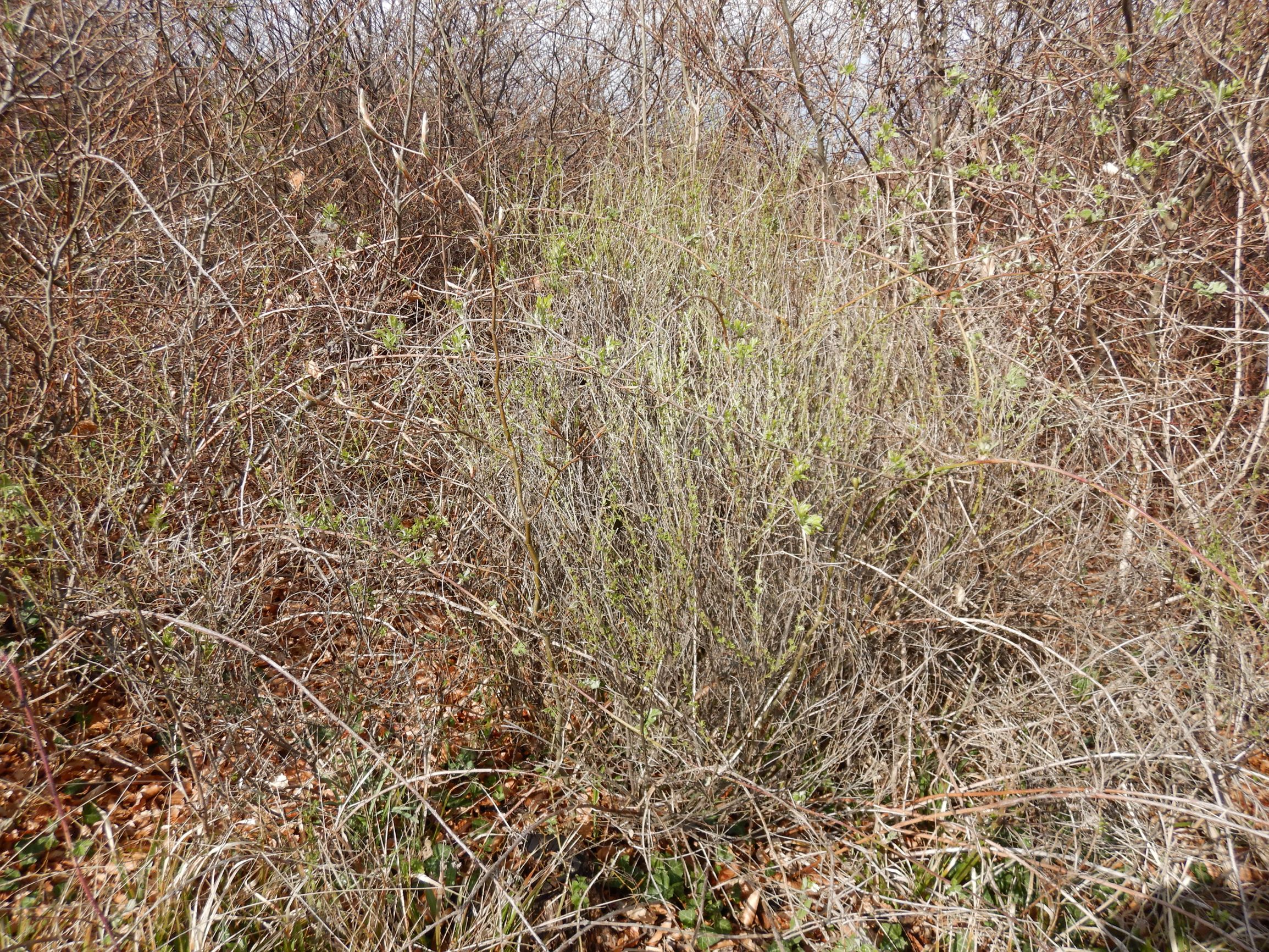 DSCN2248 breitenbrunn leithagebirge, 2021-04-14, chamaecytisus sp..JPG