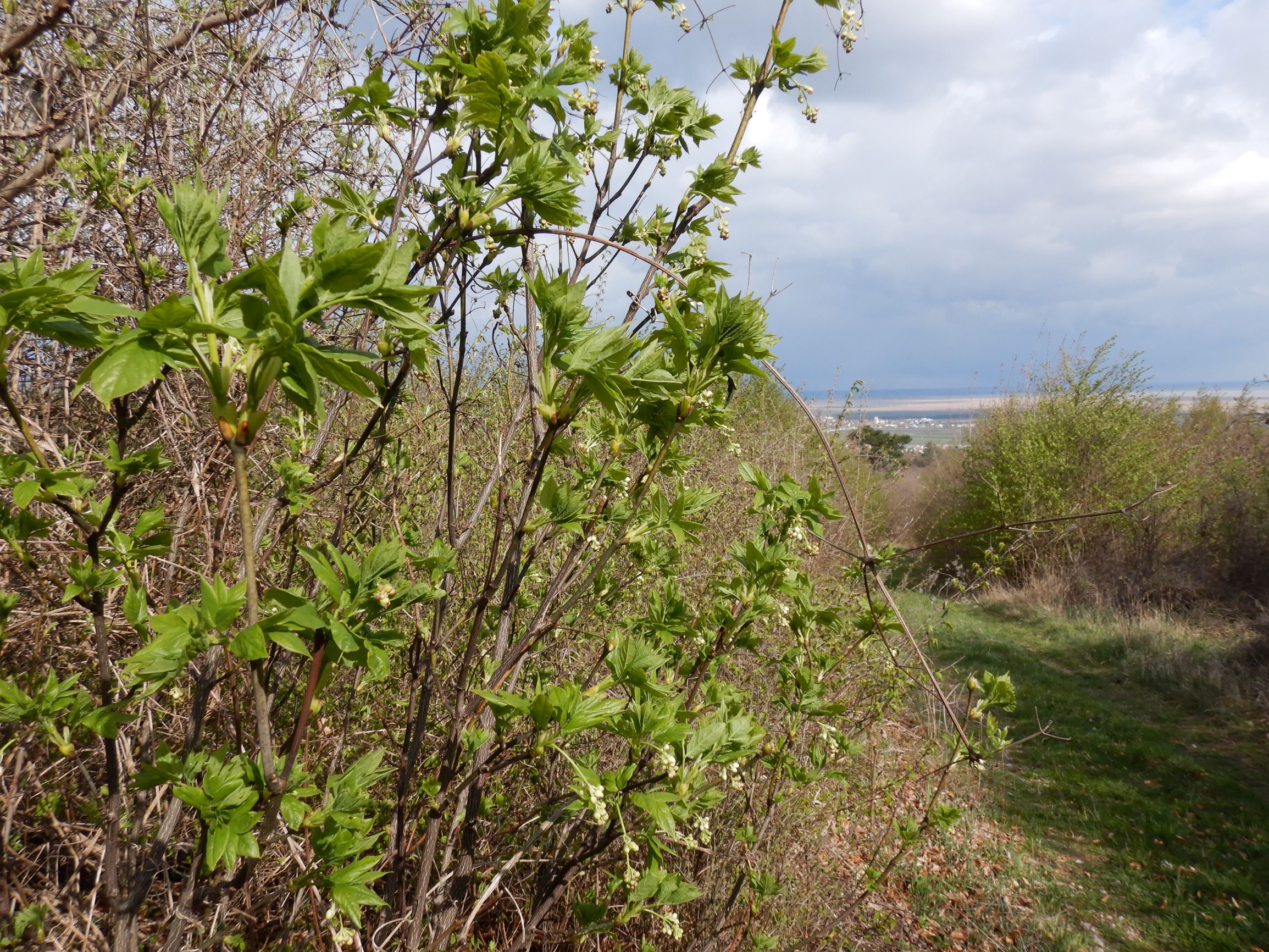 DSCN2251 breitenbrunn leithagebirge, 2021-04-14, staphylea pinnata.JPG