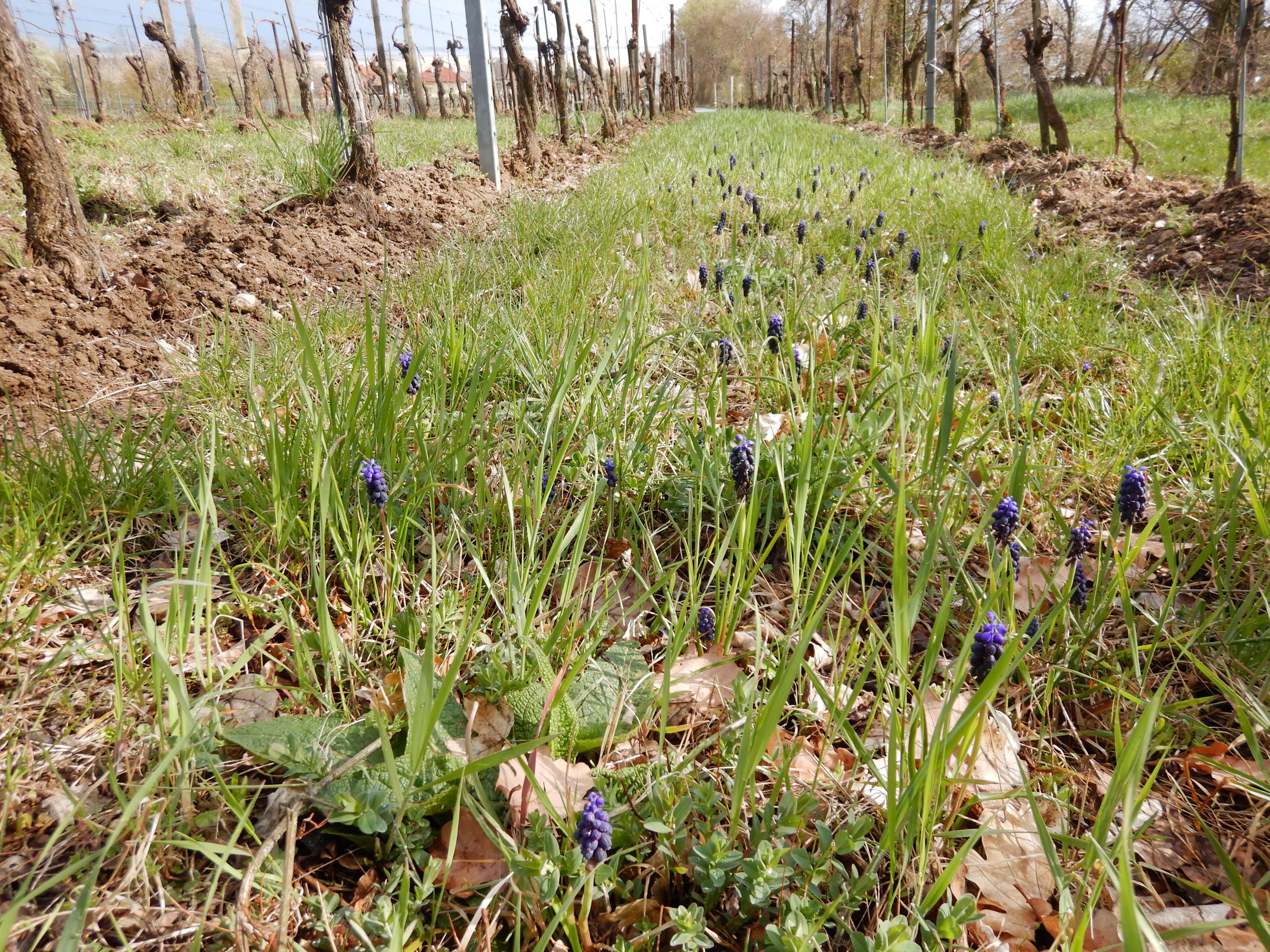 DSCN2269 breitenbrunn leithagebirge, 2021-04-14, muscari neglectum.JPG