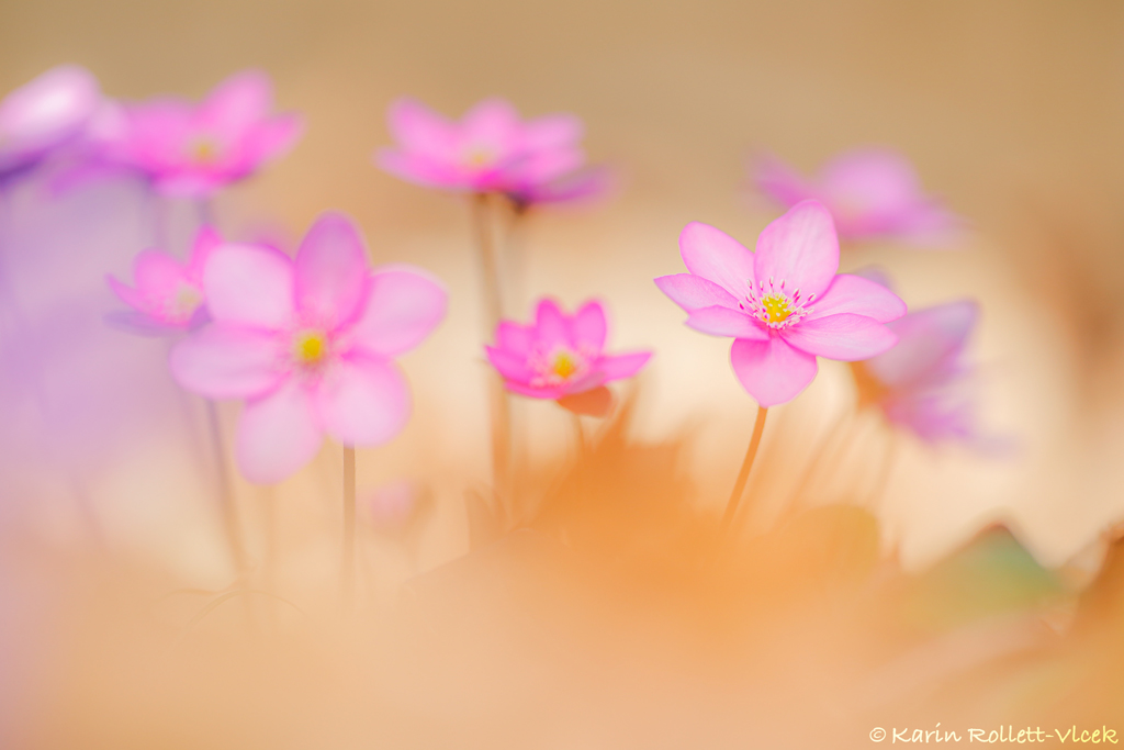 hepatica_r_7643.jpg