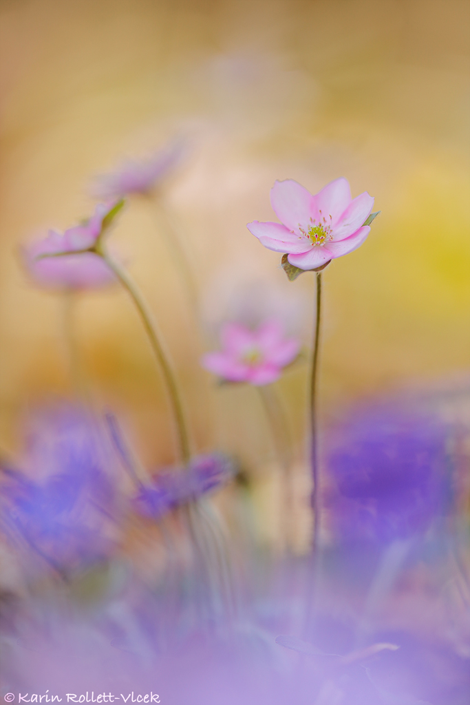 hepatica_r_7589.jpg