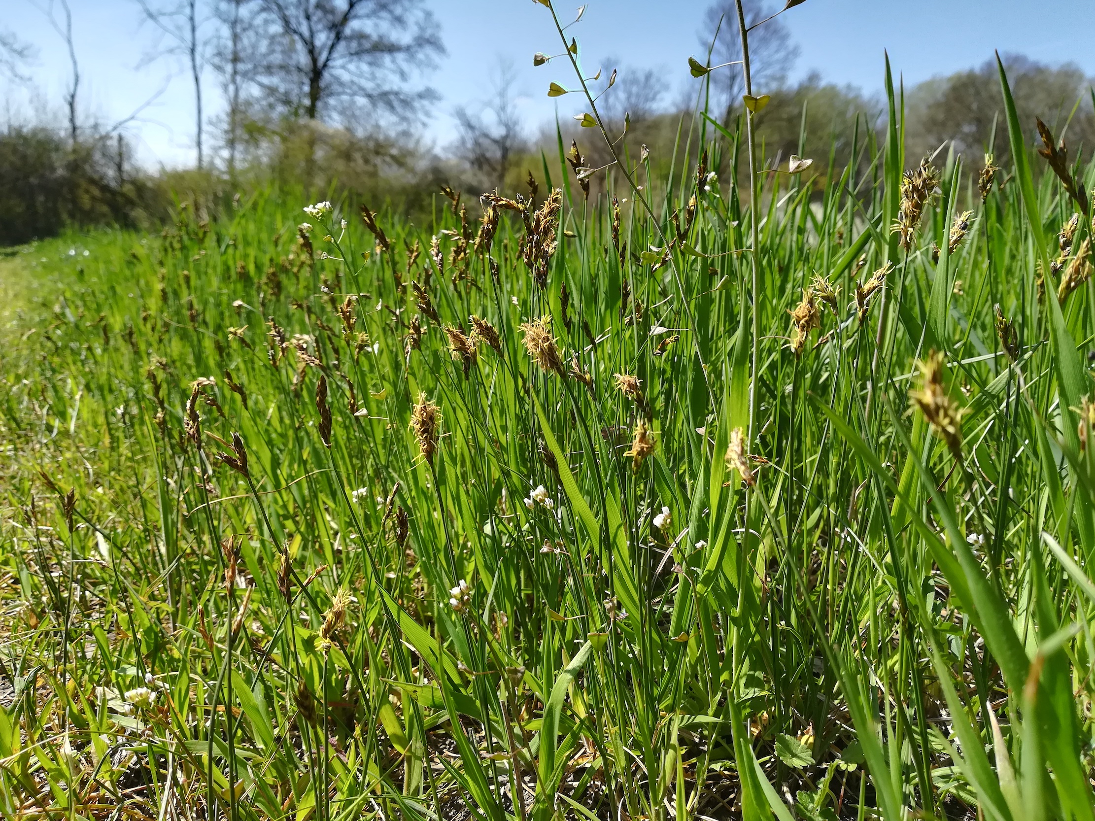 carex praecox march-auen stillfried_20210424_142140.jpg