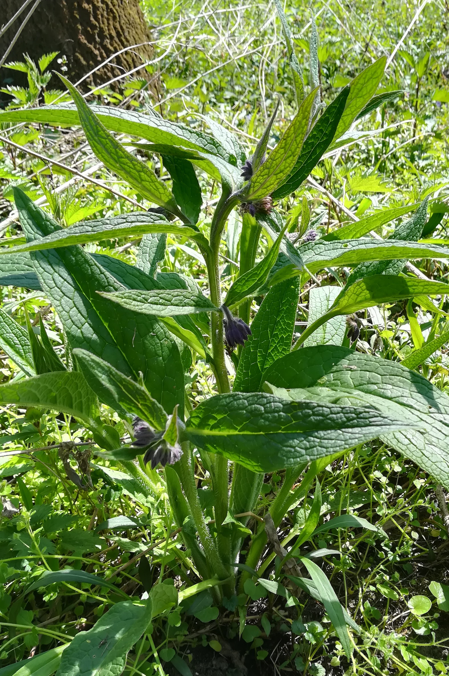 symphytum officinale march-auen stillfried_20210424_133523.jpg