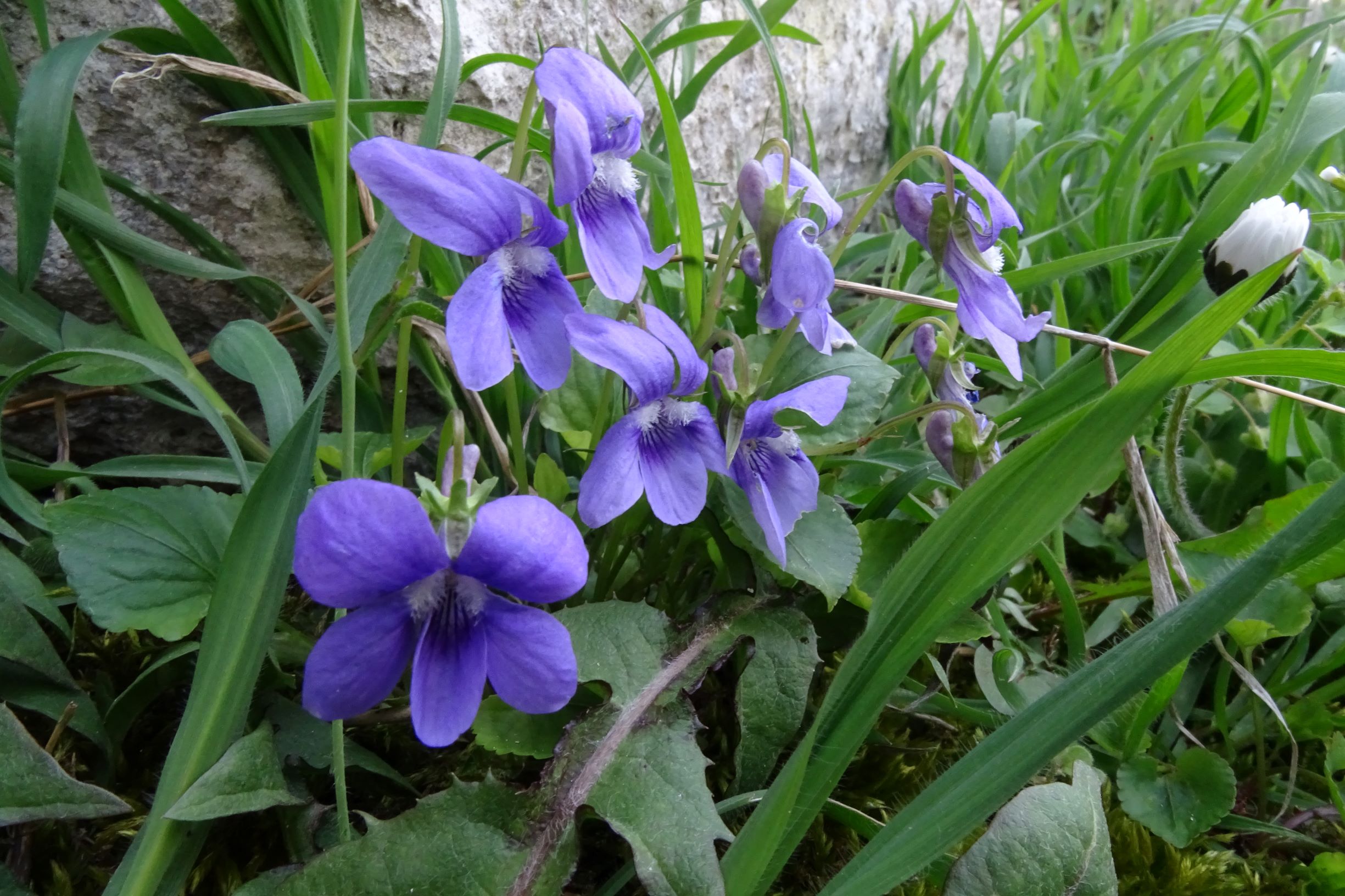 DSC04652 friedhof hainburg, 2021-04-24, viola riviniana.JPG