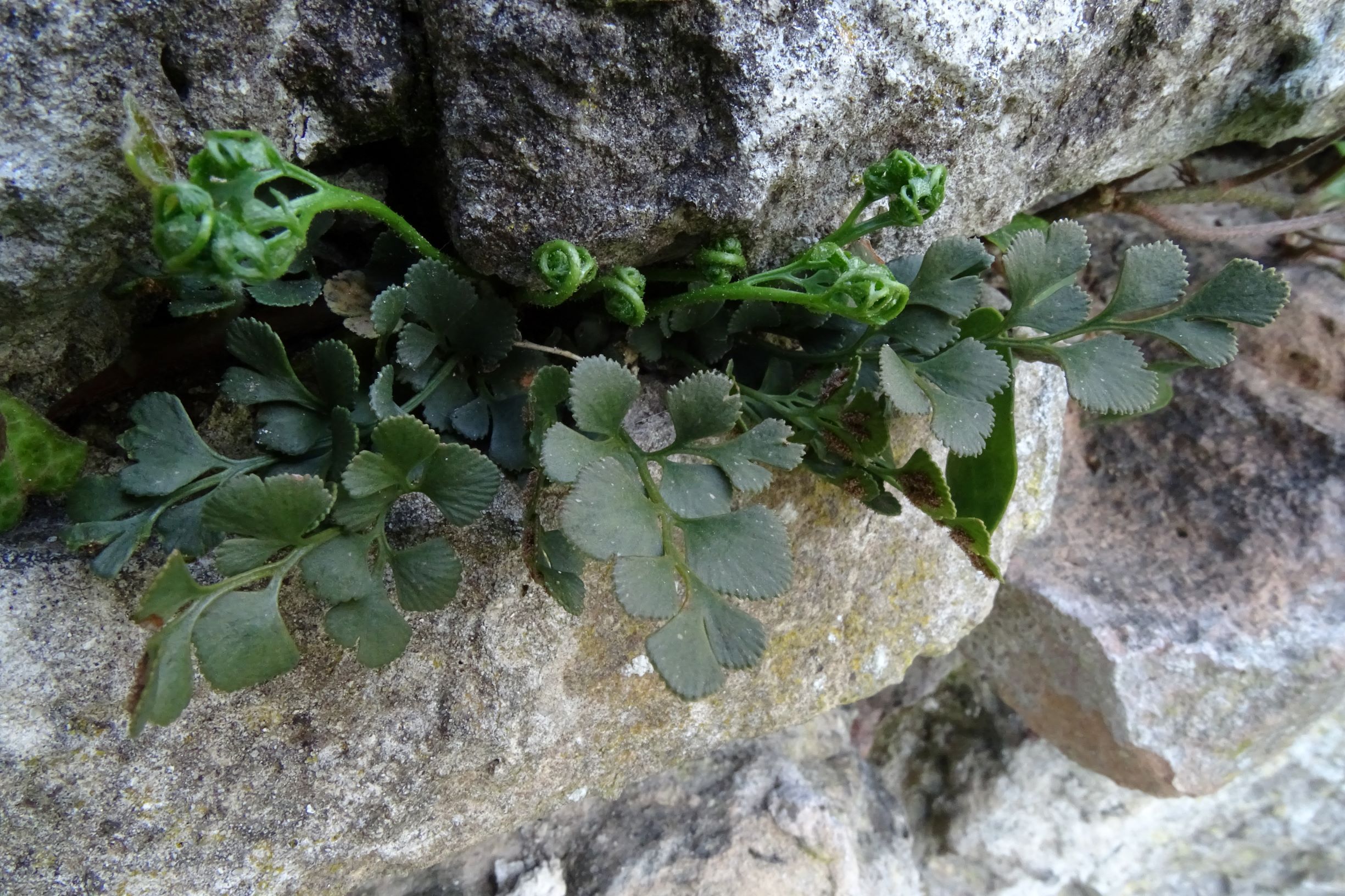 DSC04656 friedhof hainburg, 2021-04-24, asplenium ruta-muraria.JPG