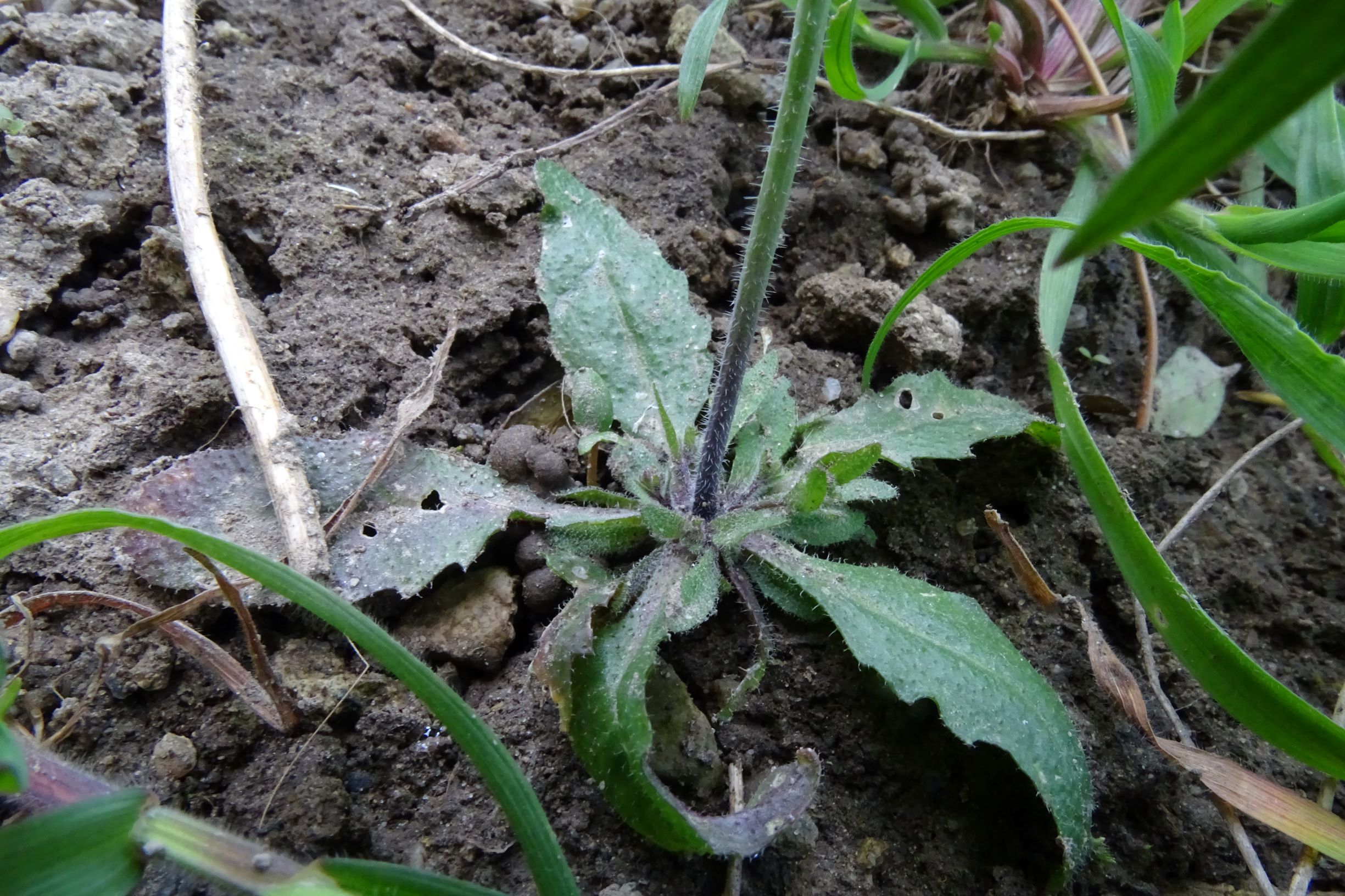 DSC04662 friedhof hainburg, 2021-04-24, arabidopsis thaliana.JPG