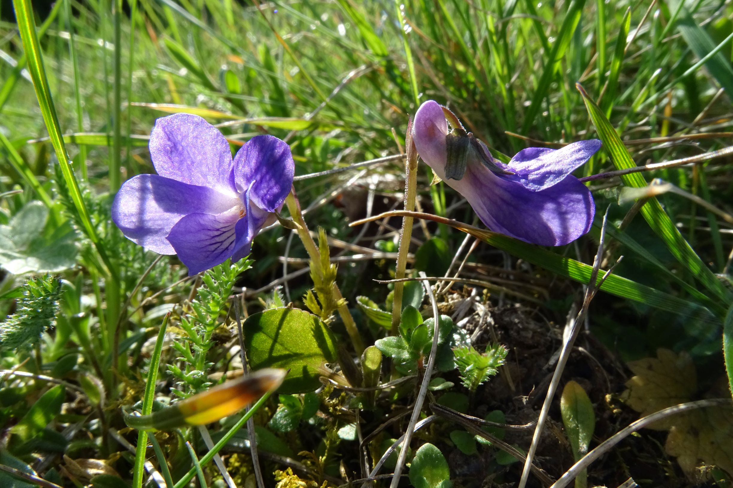 DSC04698 friedhof hainburg, 2021-04-24, viola rupestris.JPG