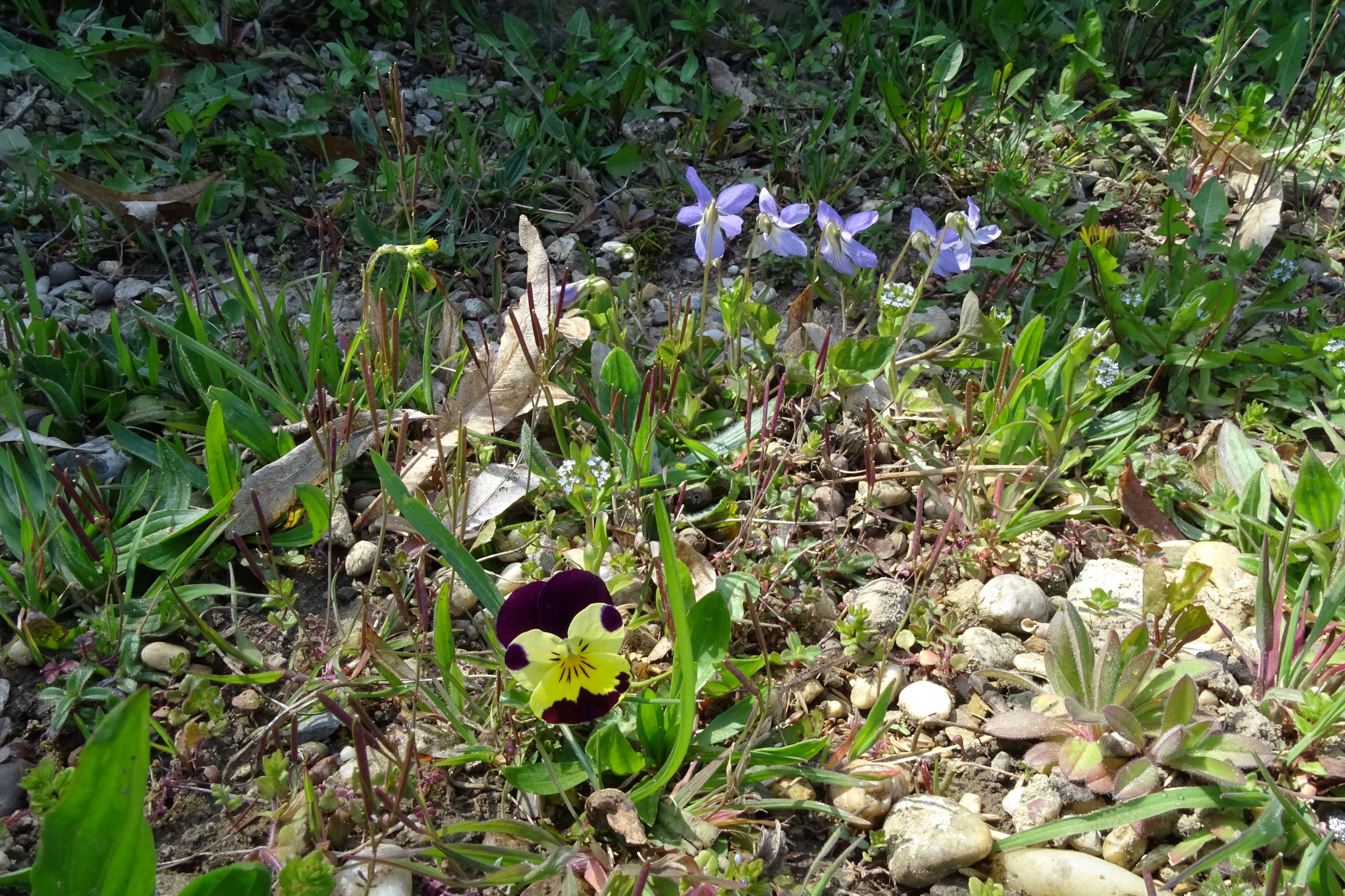 DSC04757 friedhof hainburg, 2021-04-24, viola x wittrockiana, viola riviniana, cardamine hirsuta etc.JPG