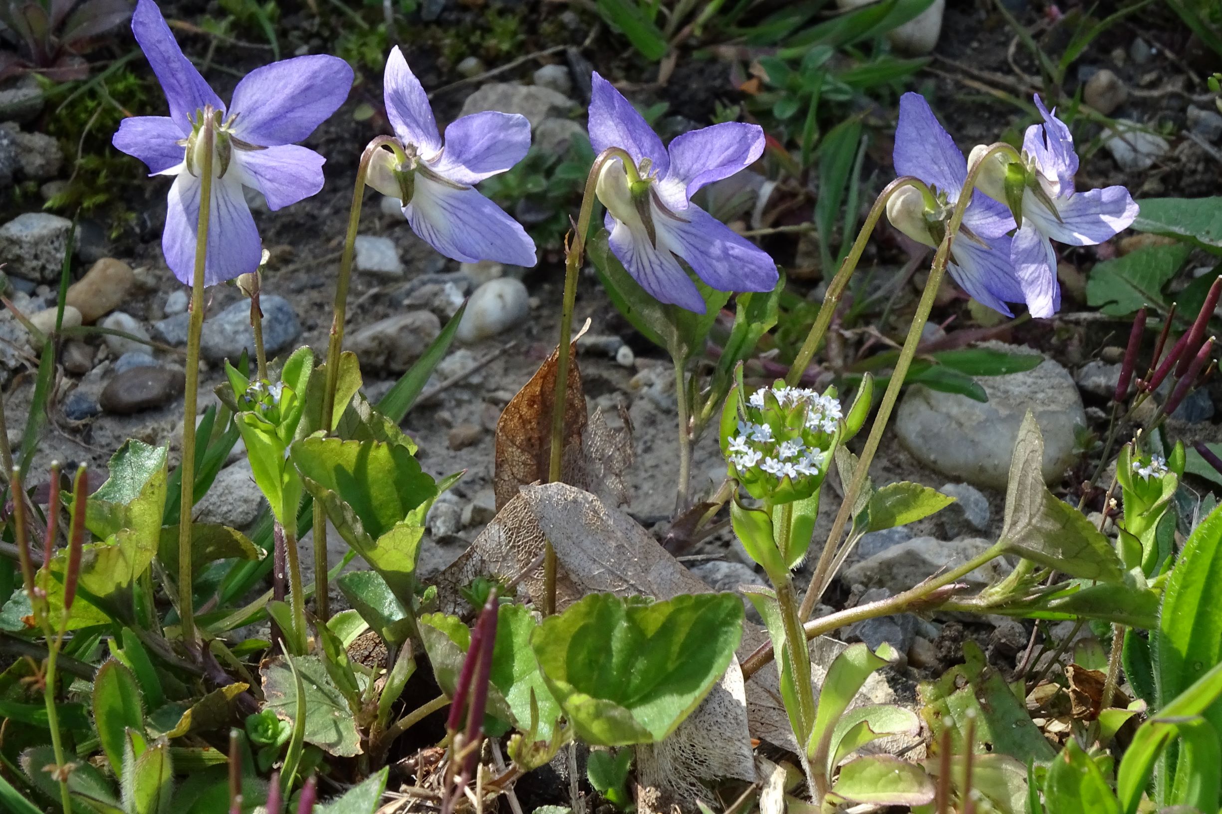 DSC04758 friedhof hainburg, 2021-04-24, viola riviniana, valerianella locusta.JPG