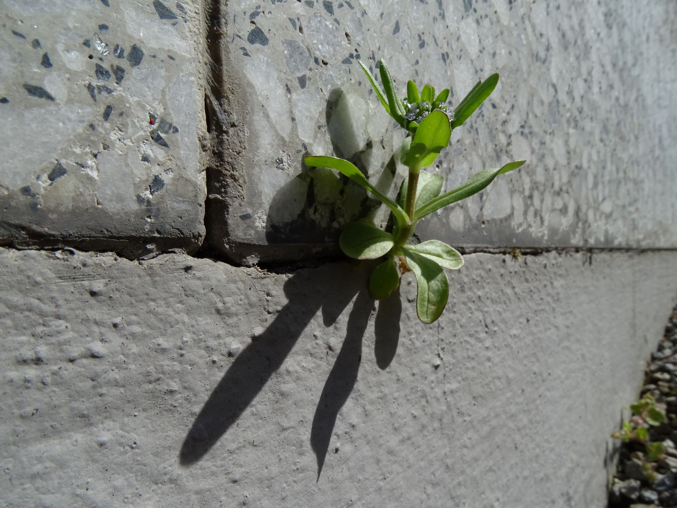 DSC04791 friedhof hainburg, 2021-04-24, valerianella locusta.JPG