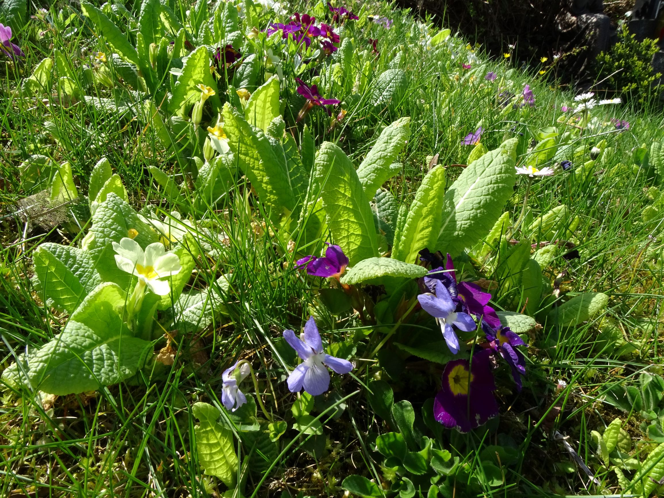 DSC04796 friedhof hainburg, 2021-04-24, primula vulgaris s.l., viola riviniana.JPG