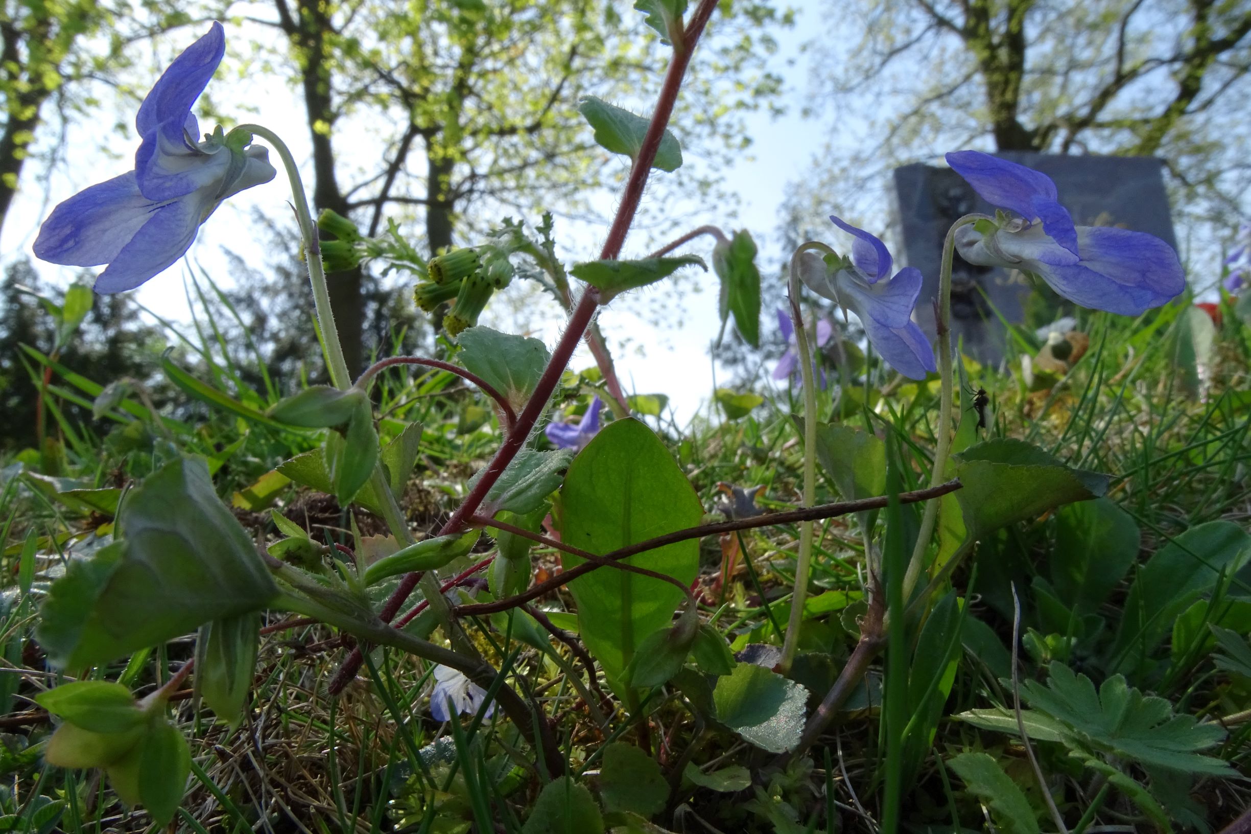 DSC04862 friedhof hainburg, 2021-04-24, viola riviniana, veronica persica, senecio vulgaris.JPG