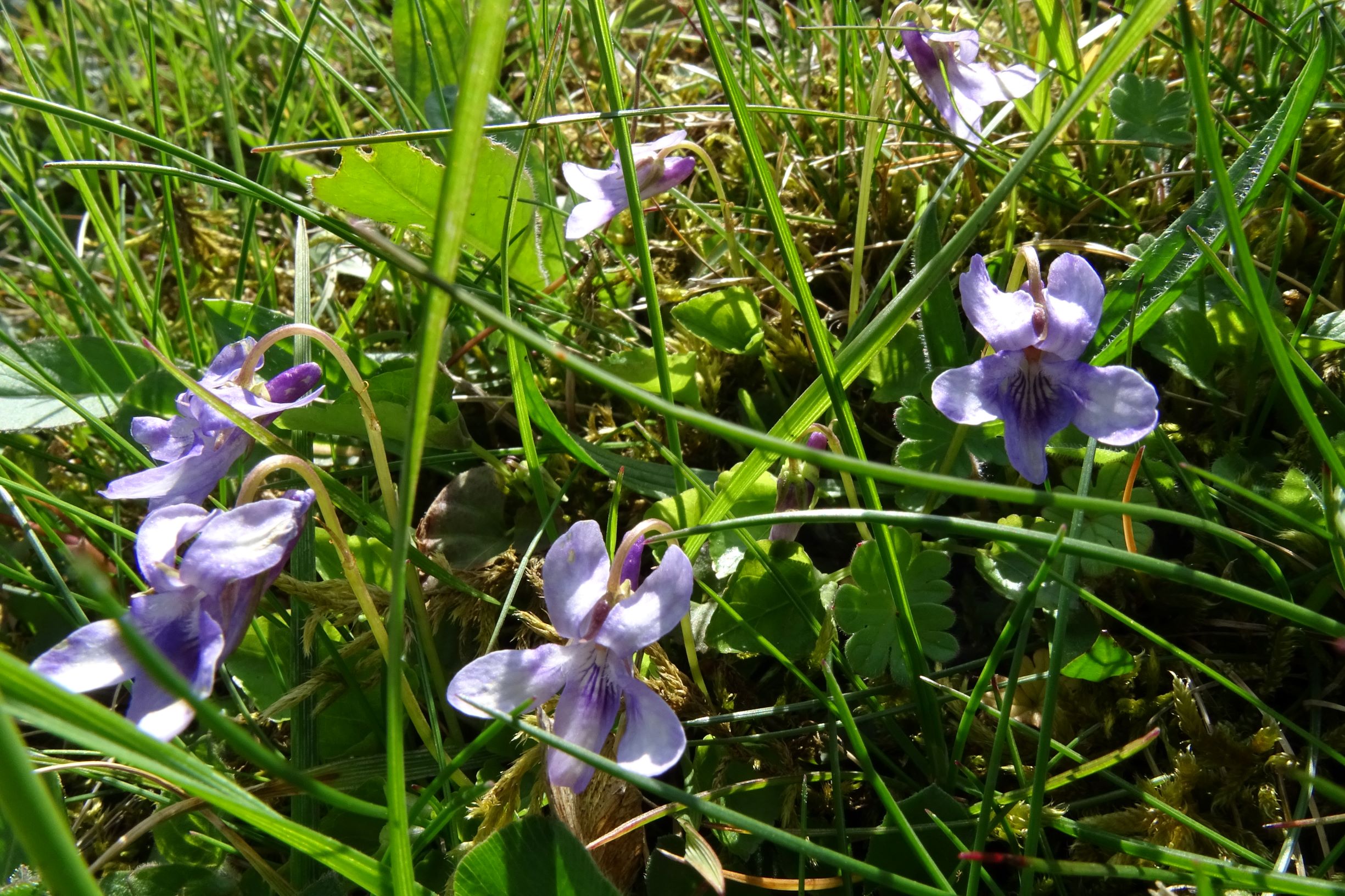 DSC04910 friedhof hainburg, 2021-04-24, viola reichenbachiana.JPG