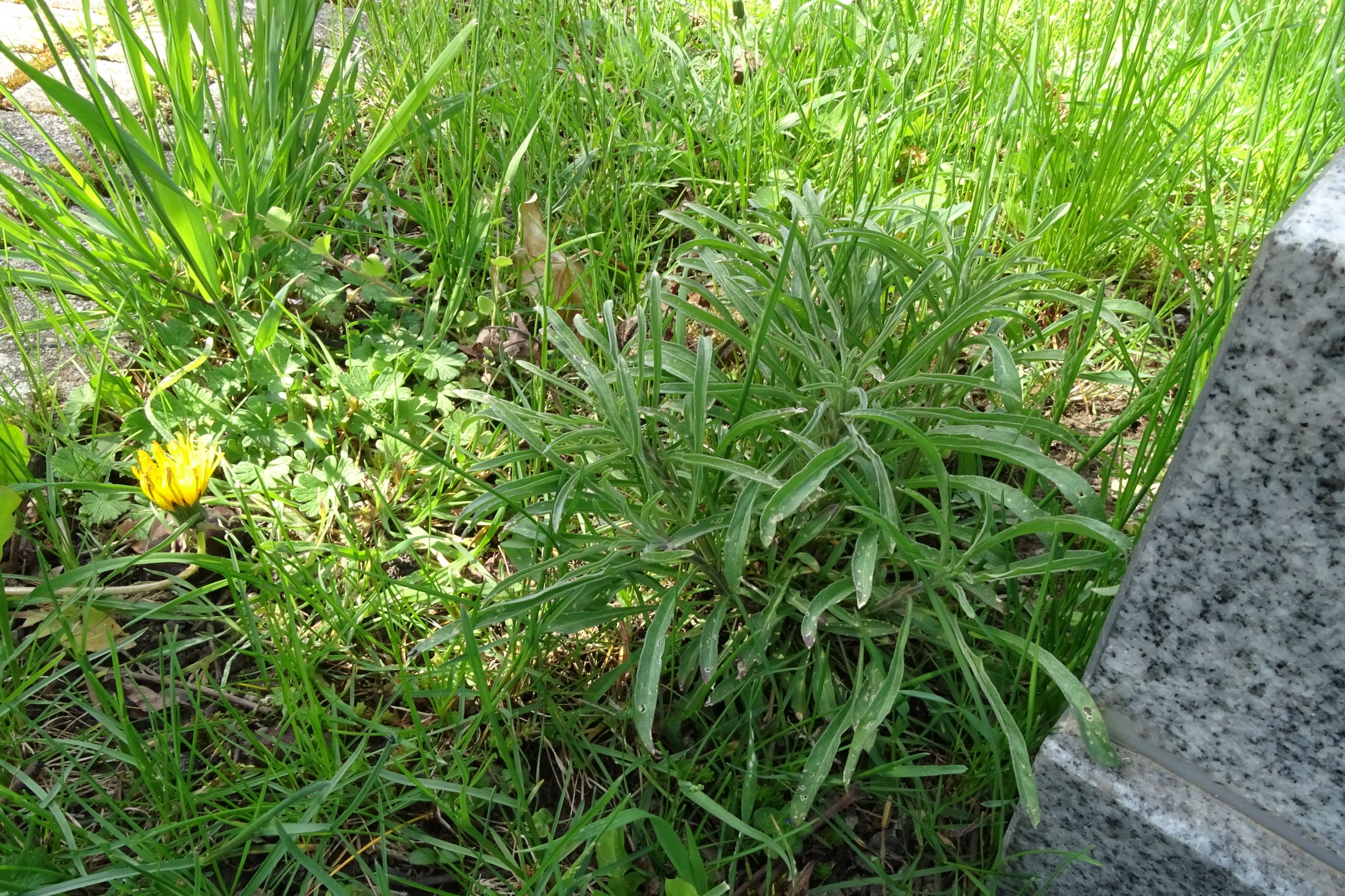 DSC04941 friedhof hainburg, 2021-04-24, erysimum sp..JPG